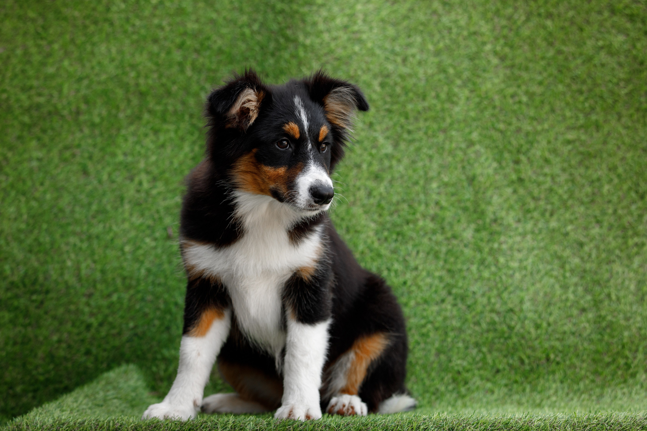 Смешарики. О нас