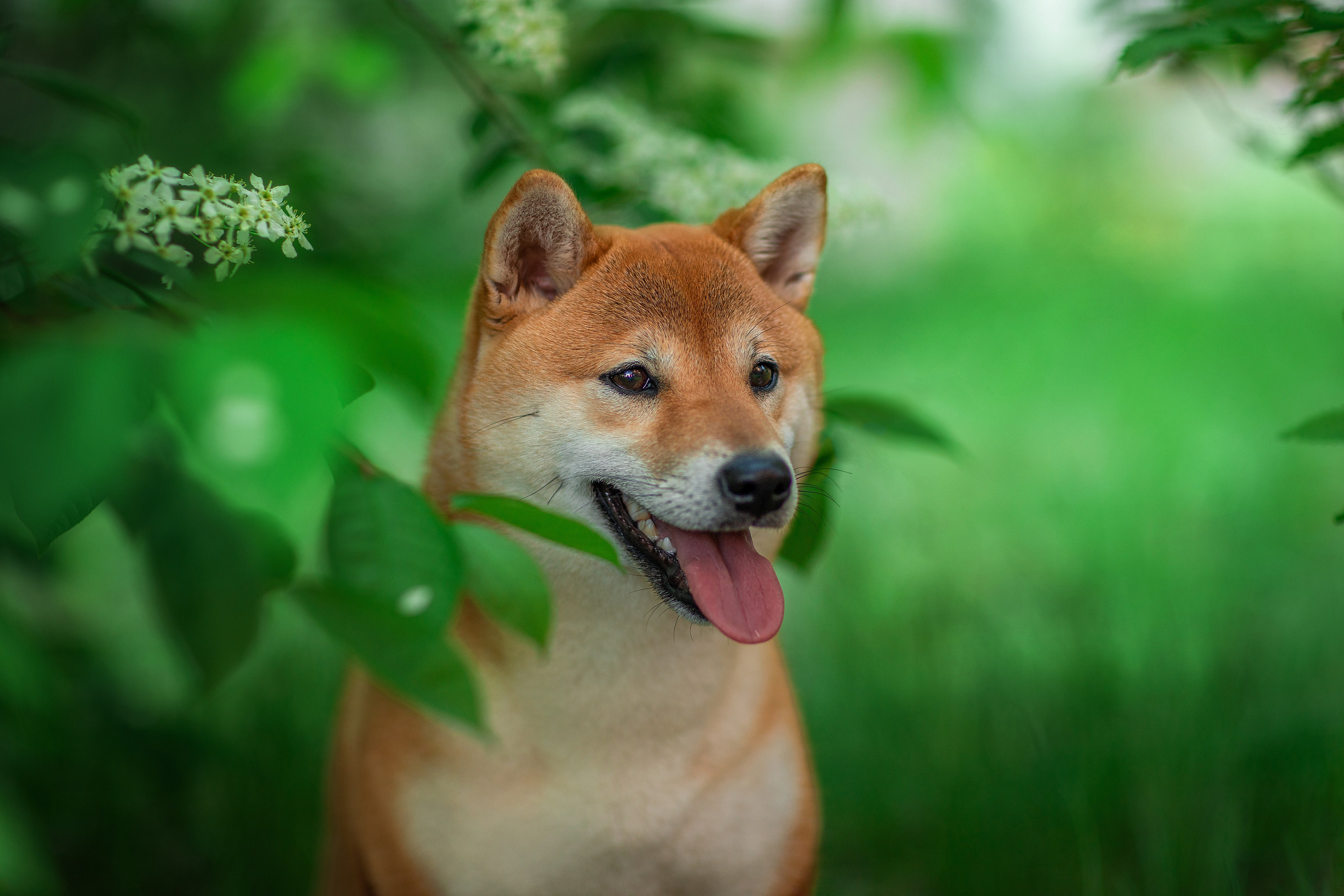 Фотограф для Вашей собаки