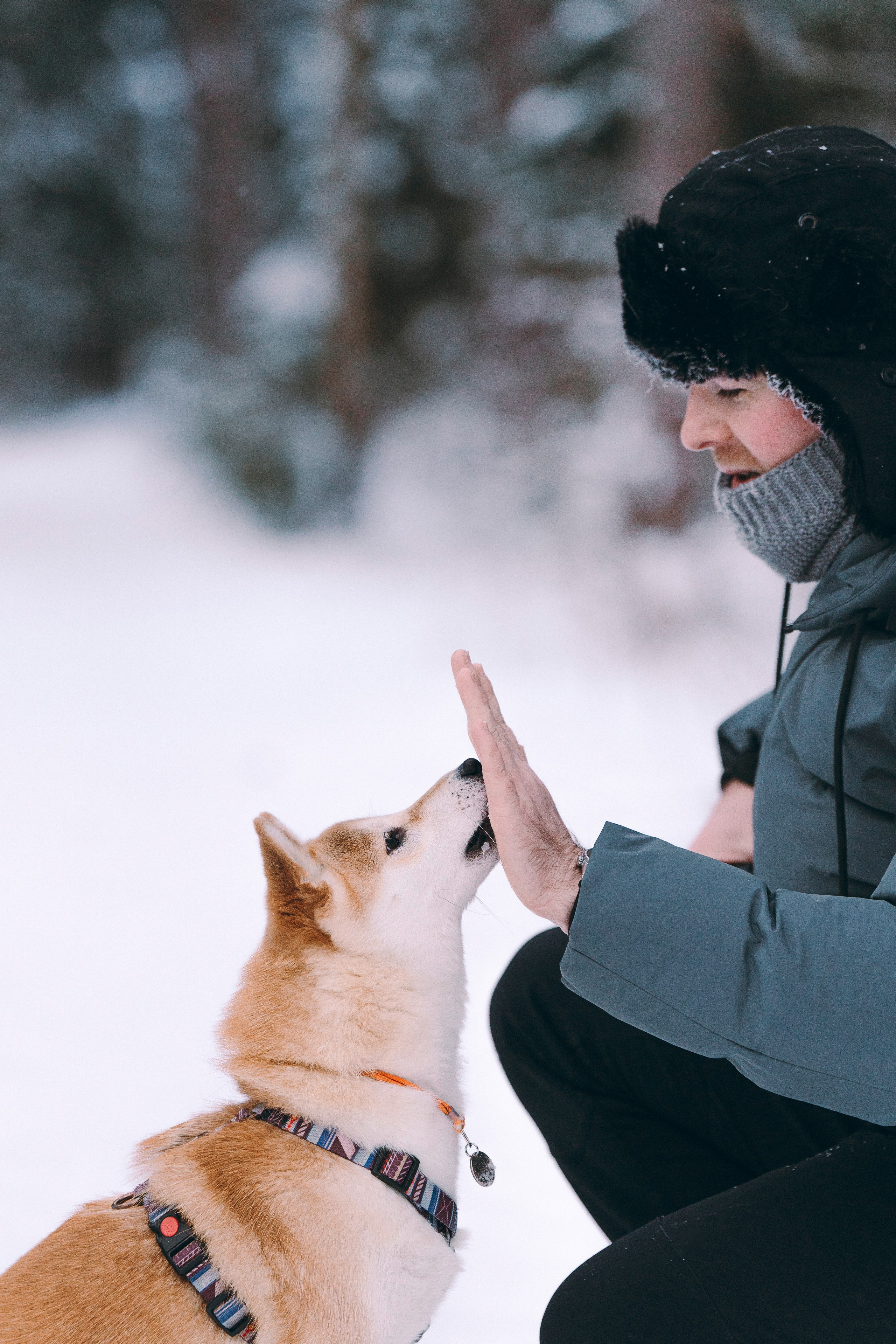 Каори, Анна и Антон. Фотограф анималист в Спб недорого Олеся Майорова