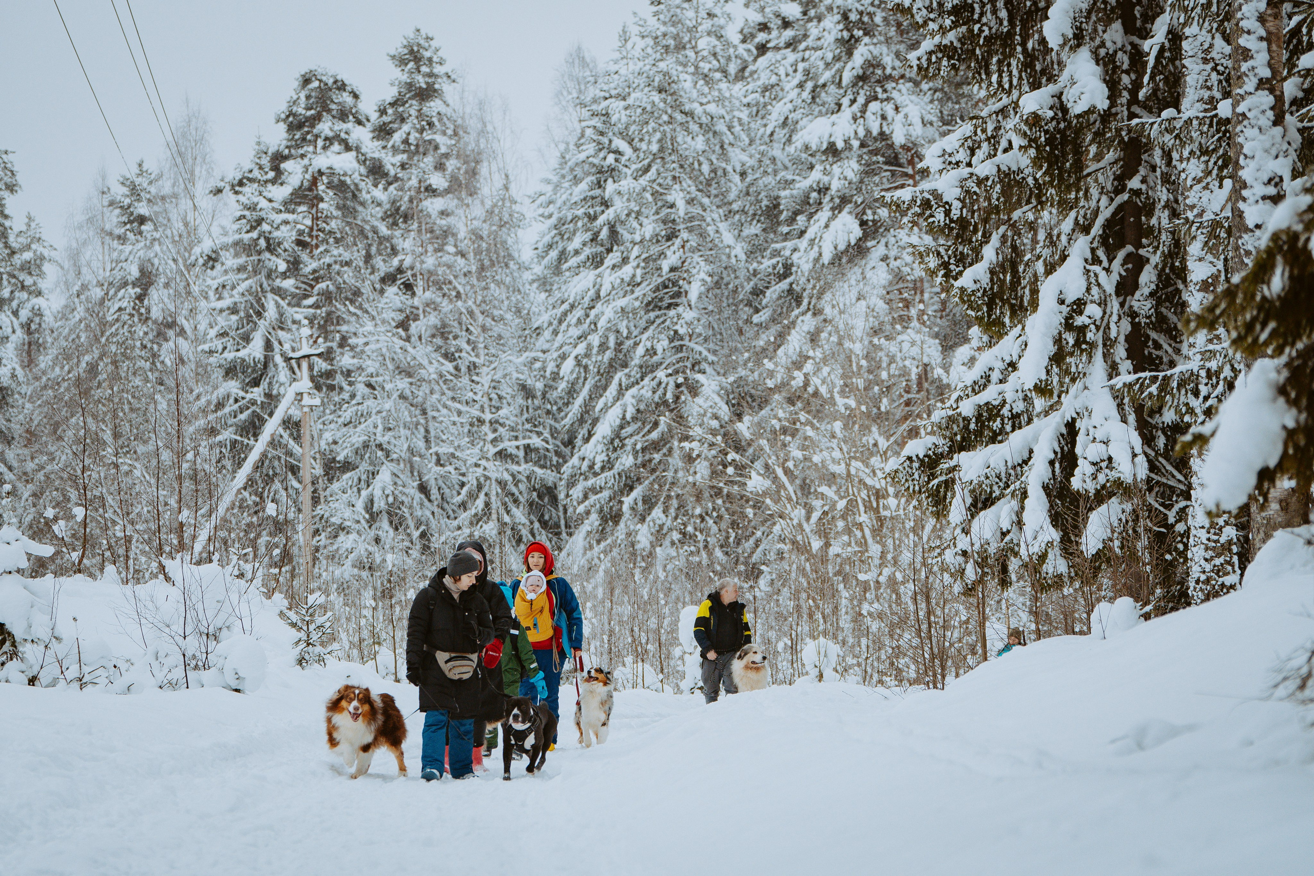 Дог трекинг. Фотограф анималист в Спб недорого Олеся Майорова