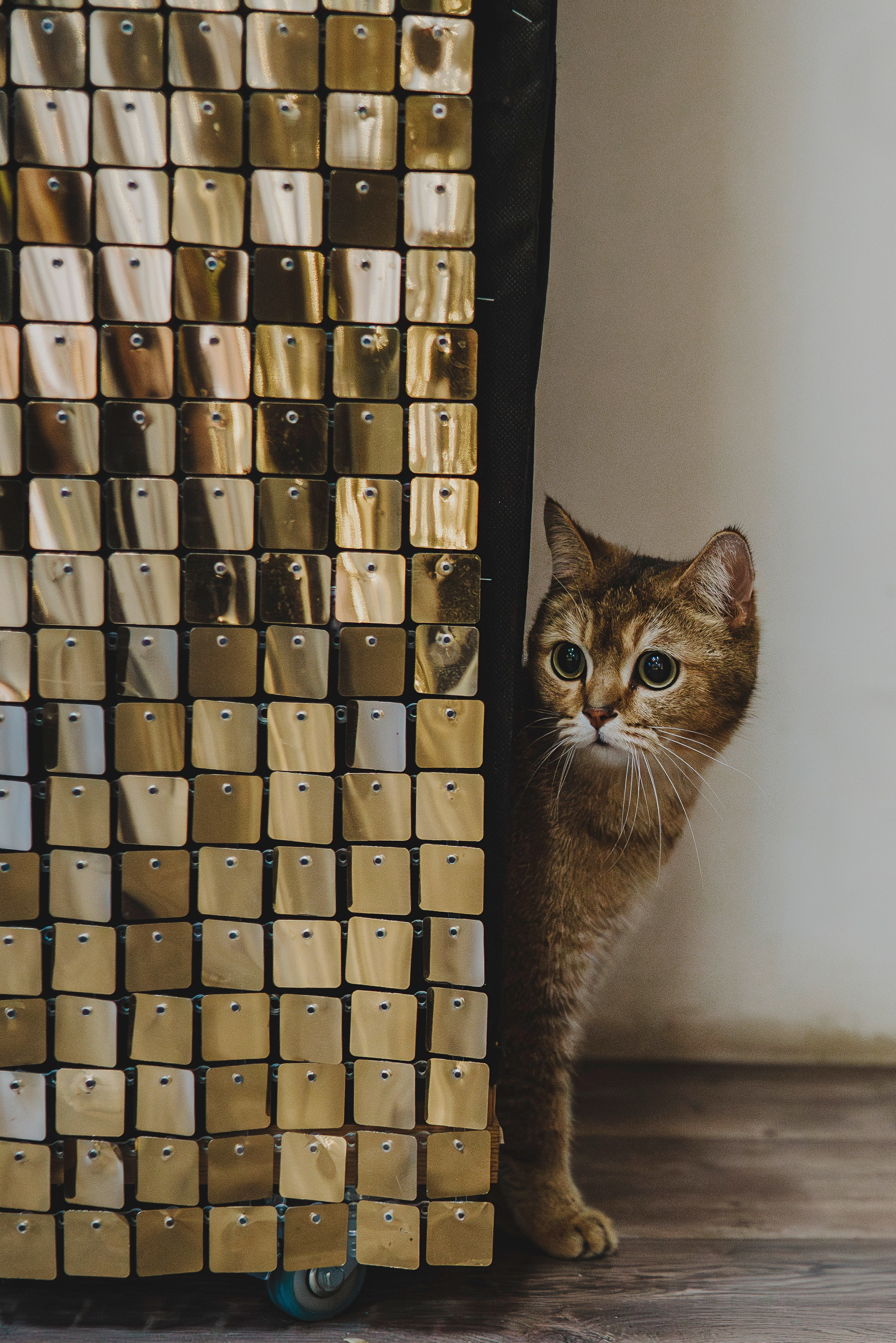 Аня, Андуин и Тесс. Фотограф анималист в Спб недорого Олеся Майорова