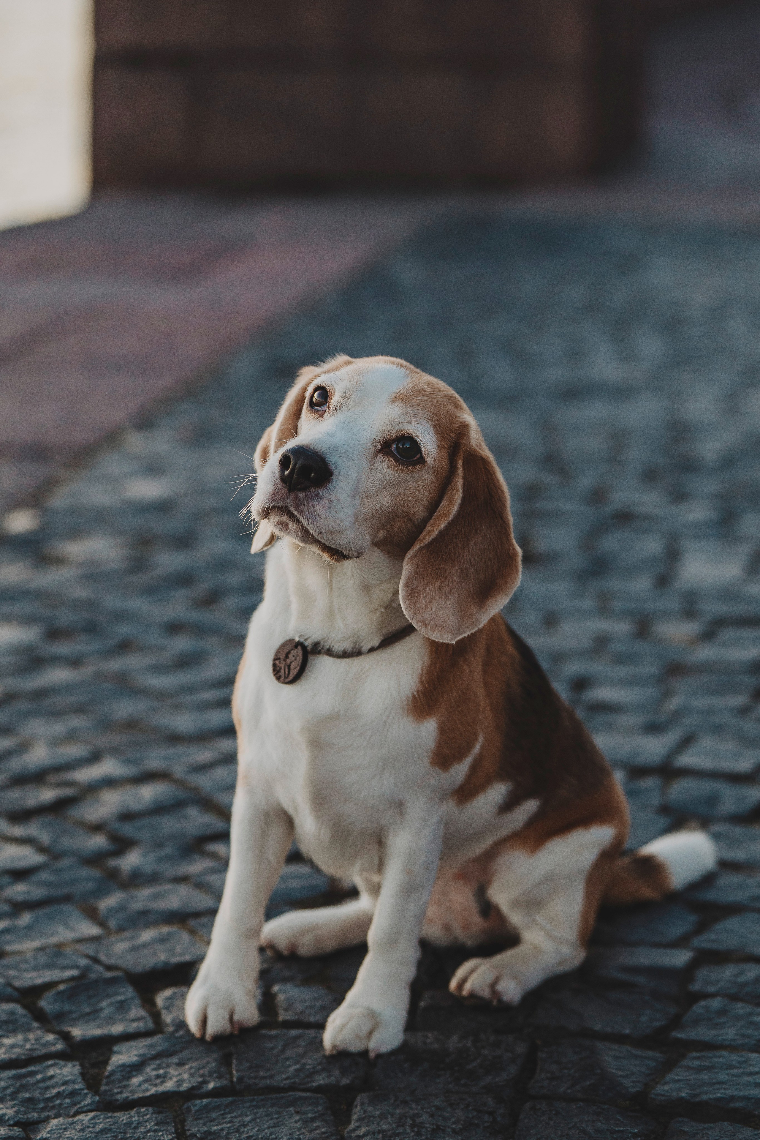 Ксения и Гаечка. Фотограф анималист в Спб недорого Олеся Майорова