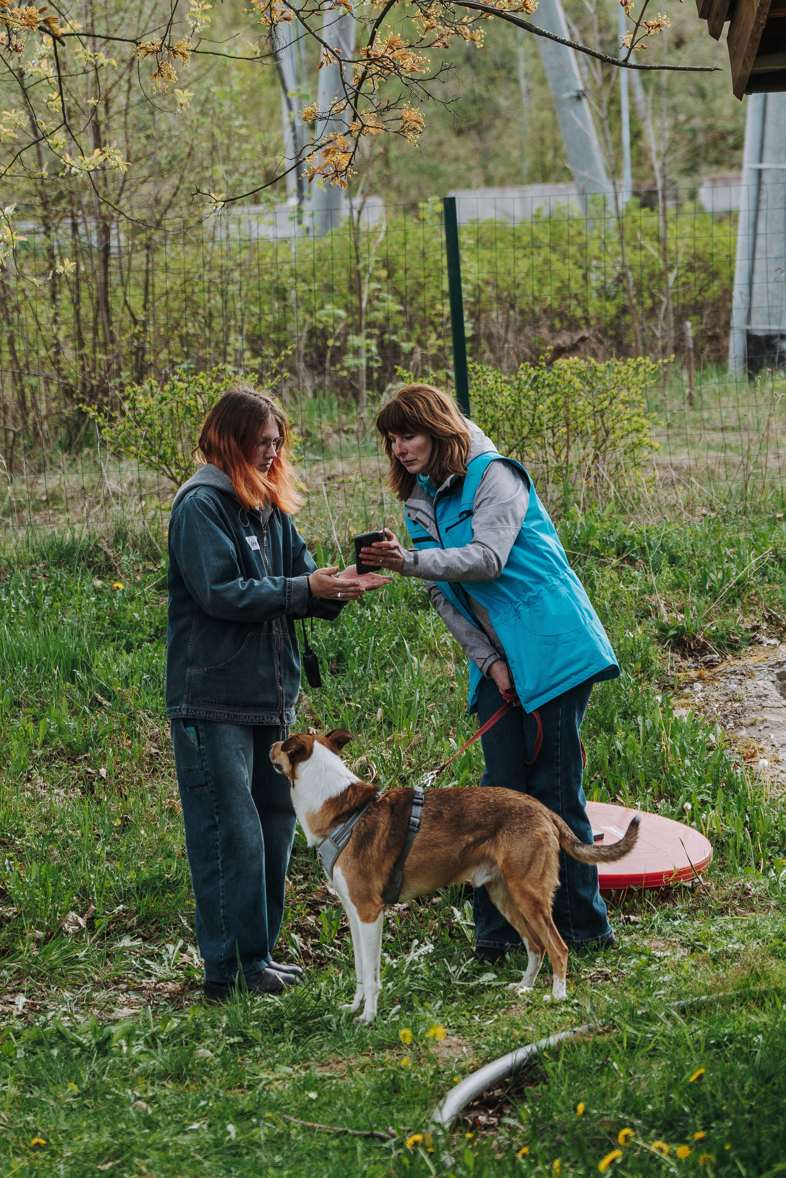Соревнования по ноузворку в Лосево. Фотограф анималист в Спб недорого Олеся Майорова