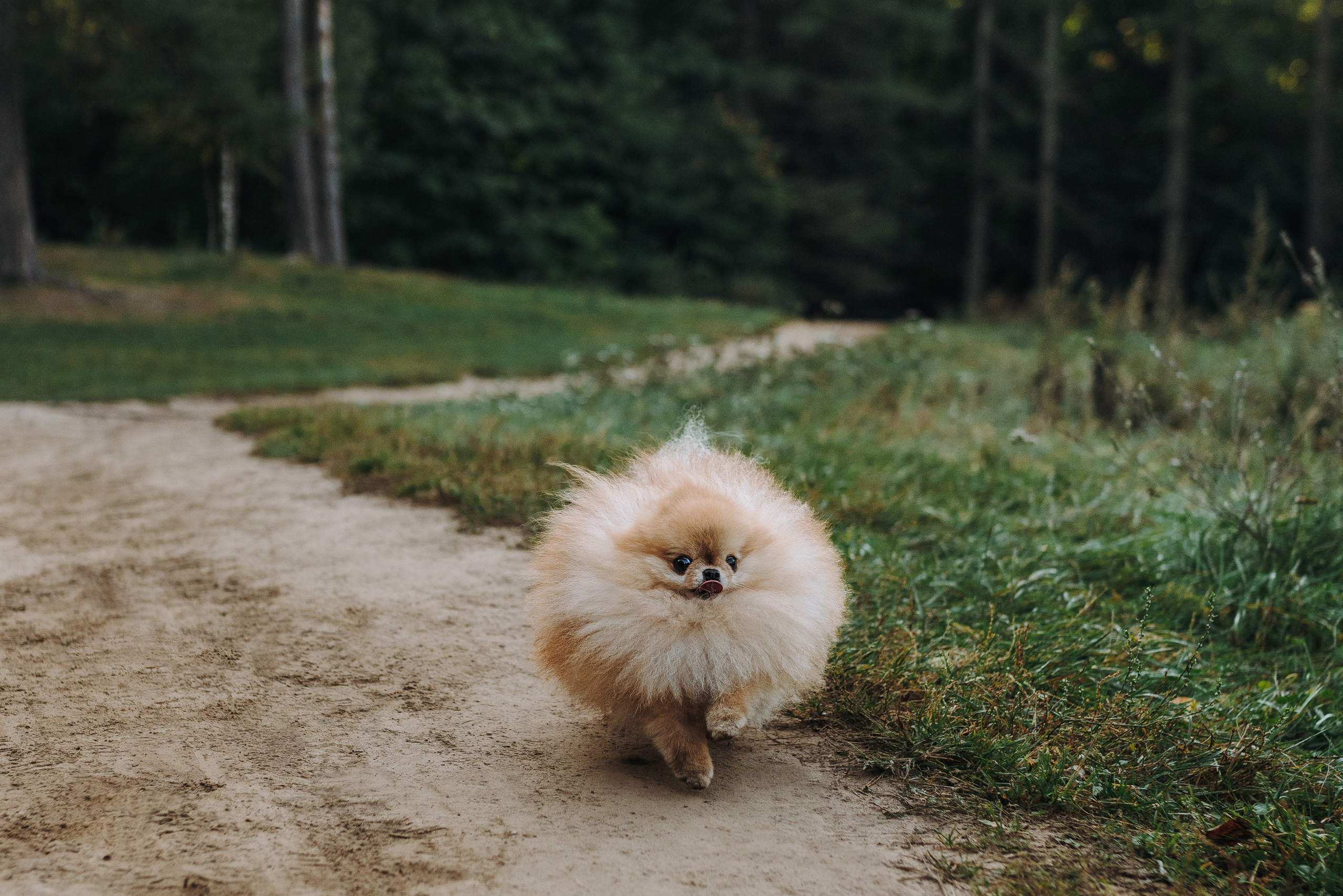 Наталья и Софа. Фотограф анималист в Спб недорого Олеся Майорова