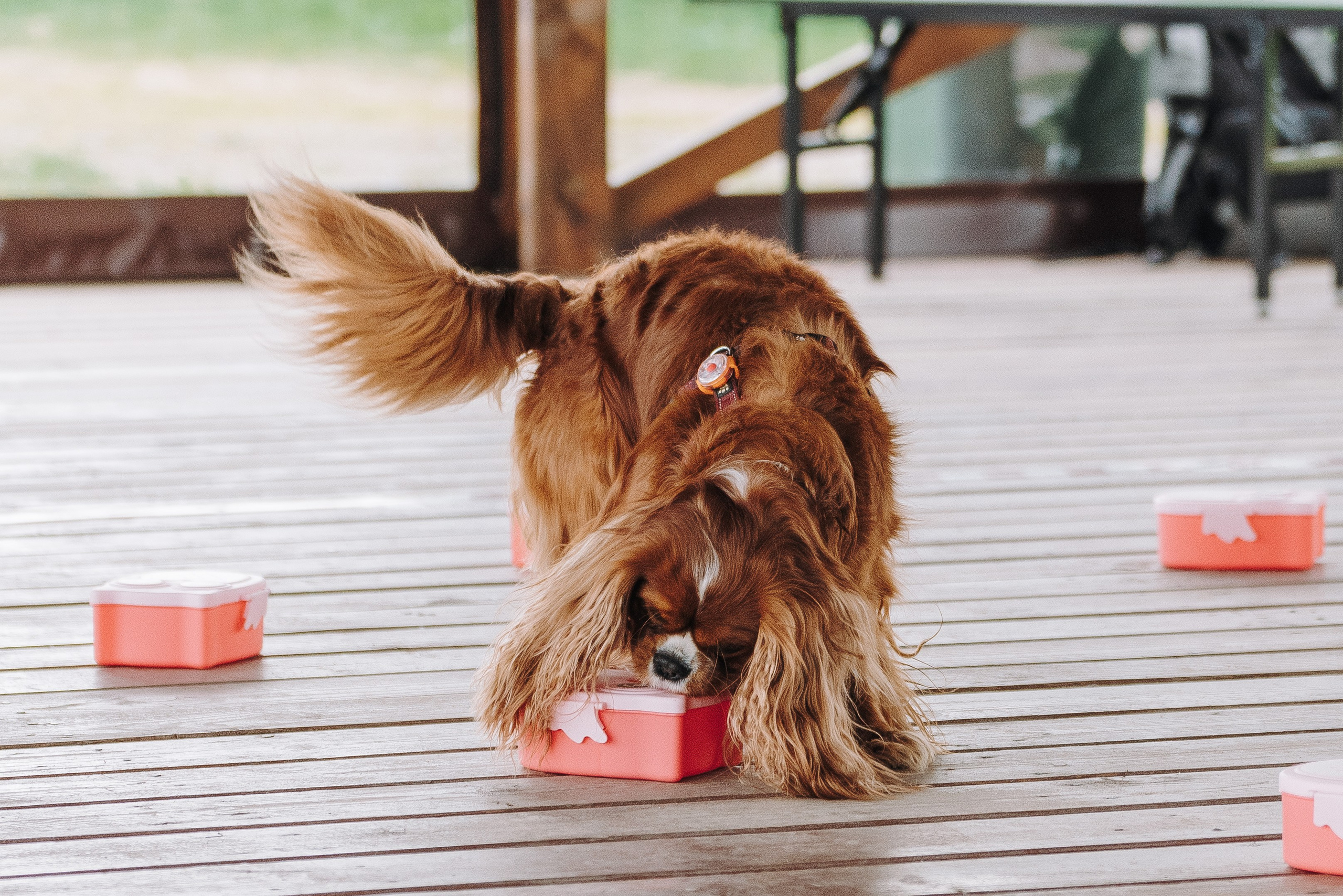 Соревнования по ноузворку в Лосево. Фотограф анималист в Спб недорого Олеся Майорова