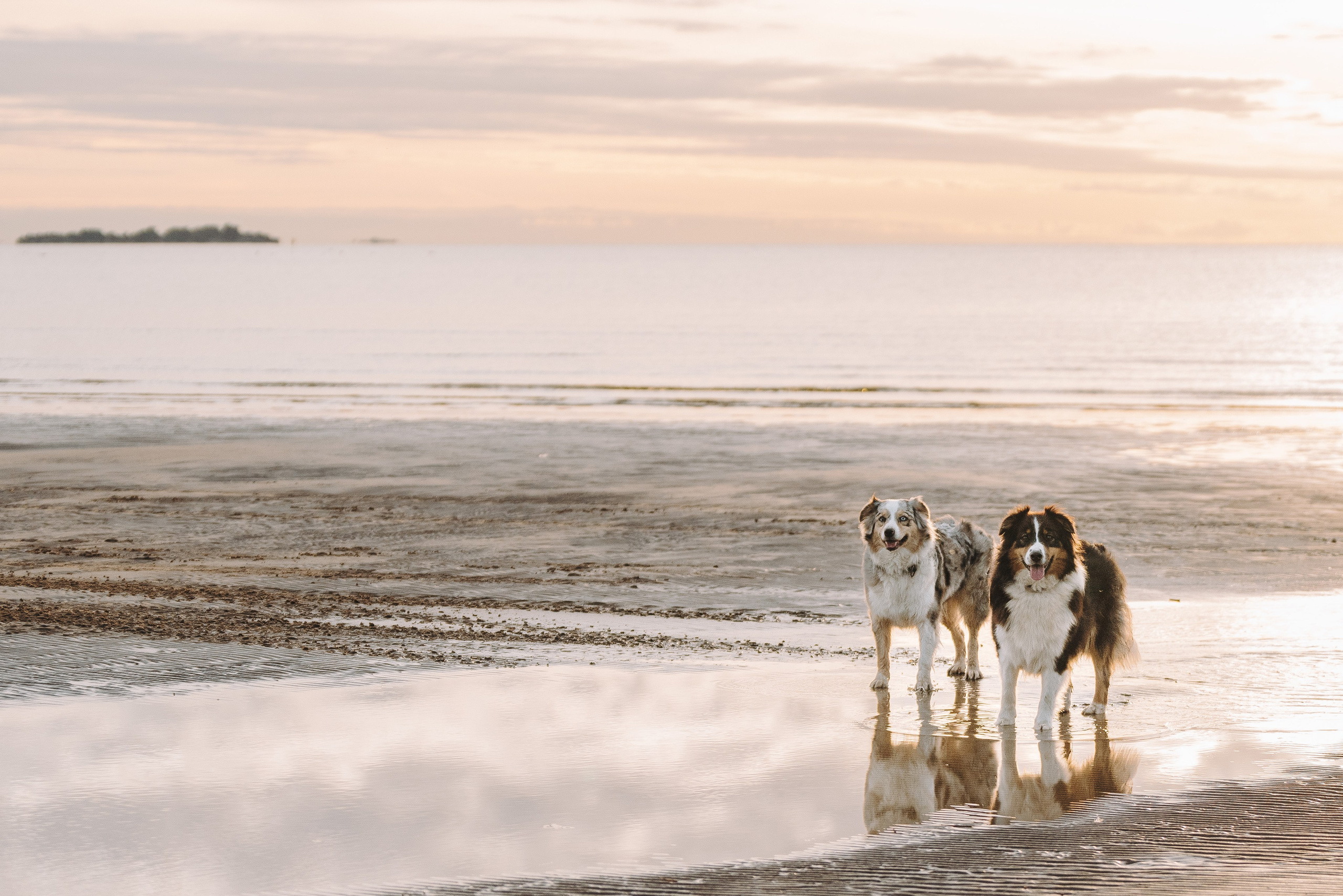 Фотограф анималист в Спб. Фотограф анималист в Спб недорого Олеся Майорова