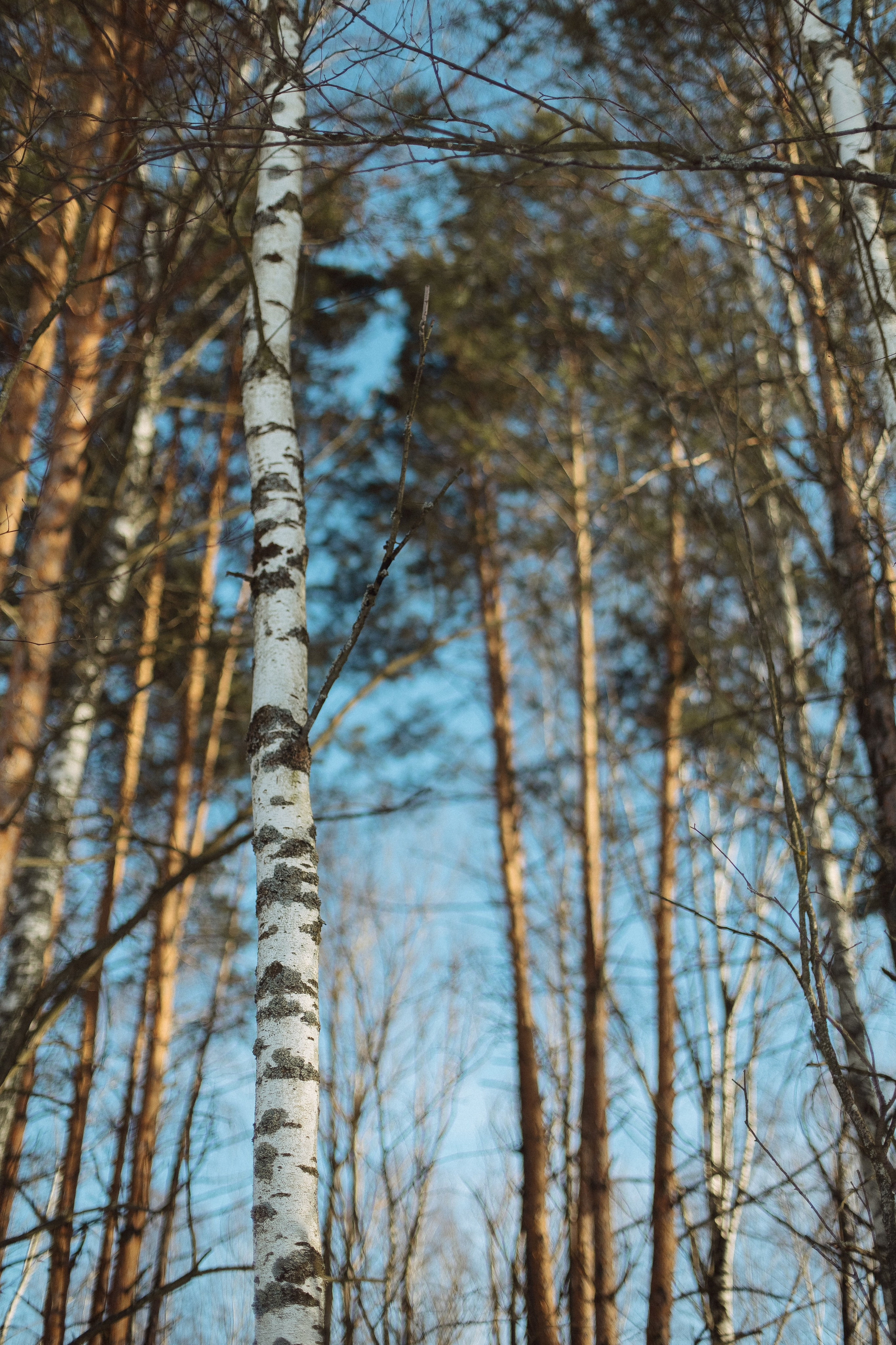Экопарк ПОЛЯНЫ. Главная