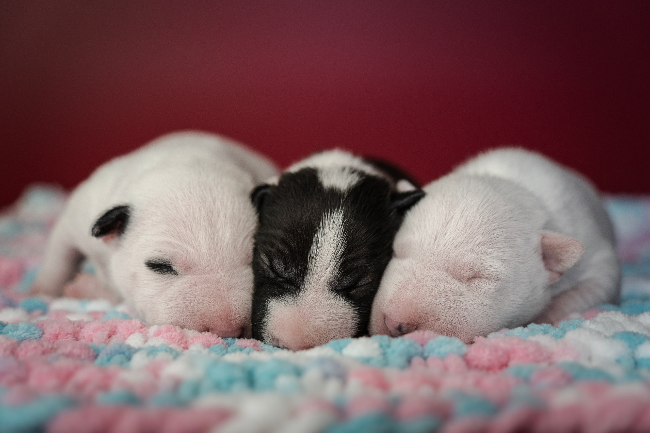 Ньюборн. Семейный фотограф анималист г. Находка