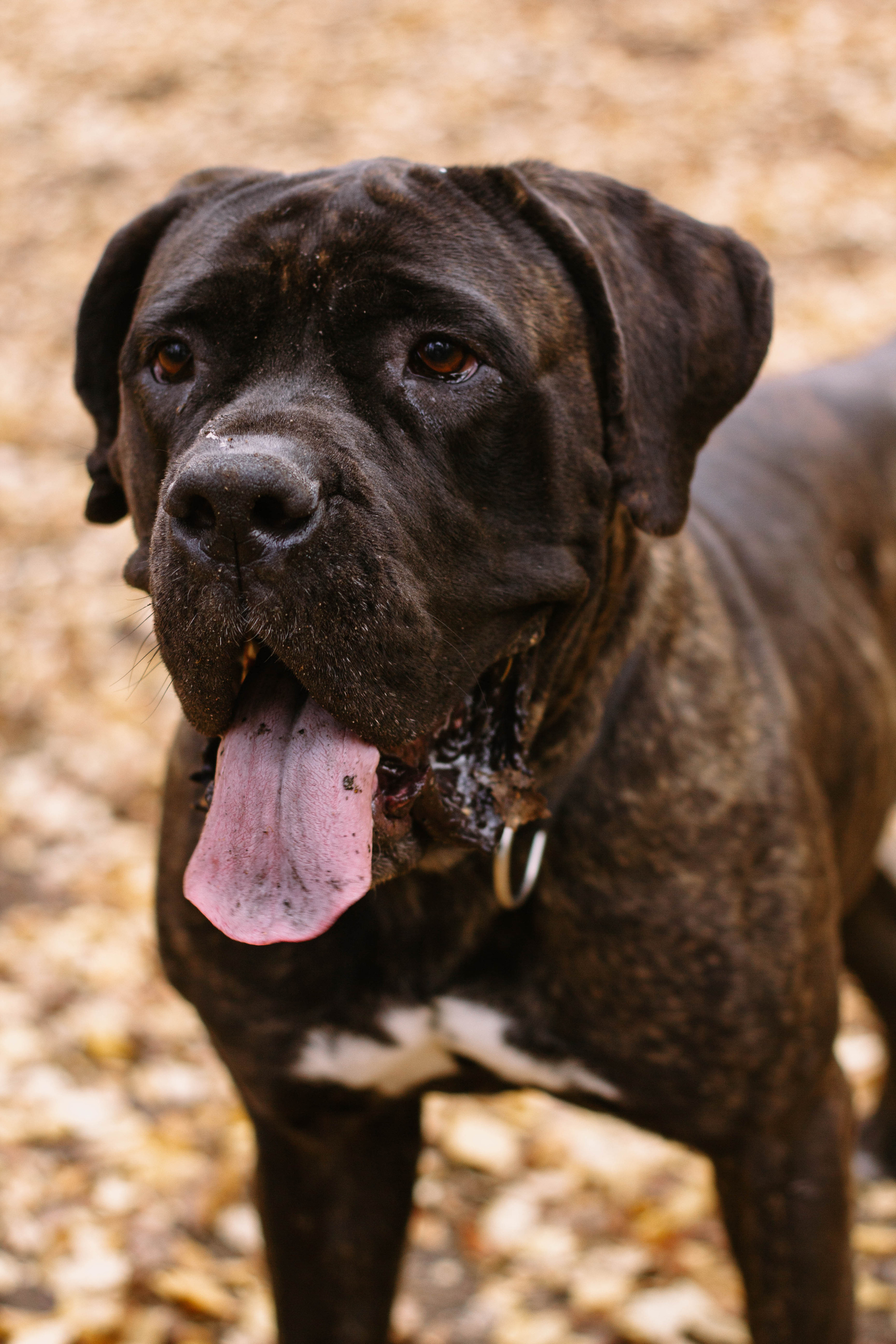 Настя, Тим и Эричка. Портретный и семейный фотограф в Санкт-Петербурге Кристина Трушникова