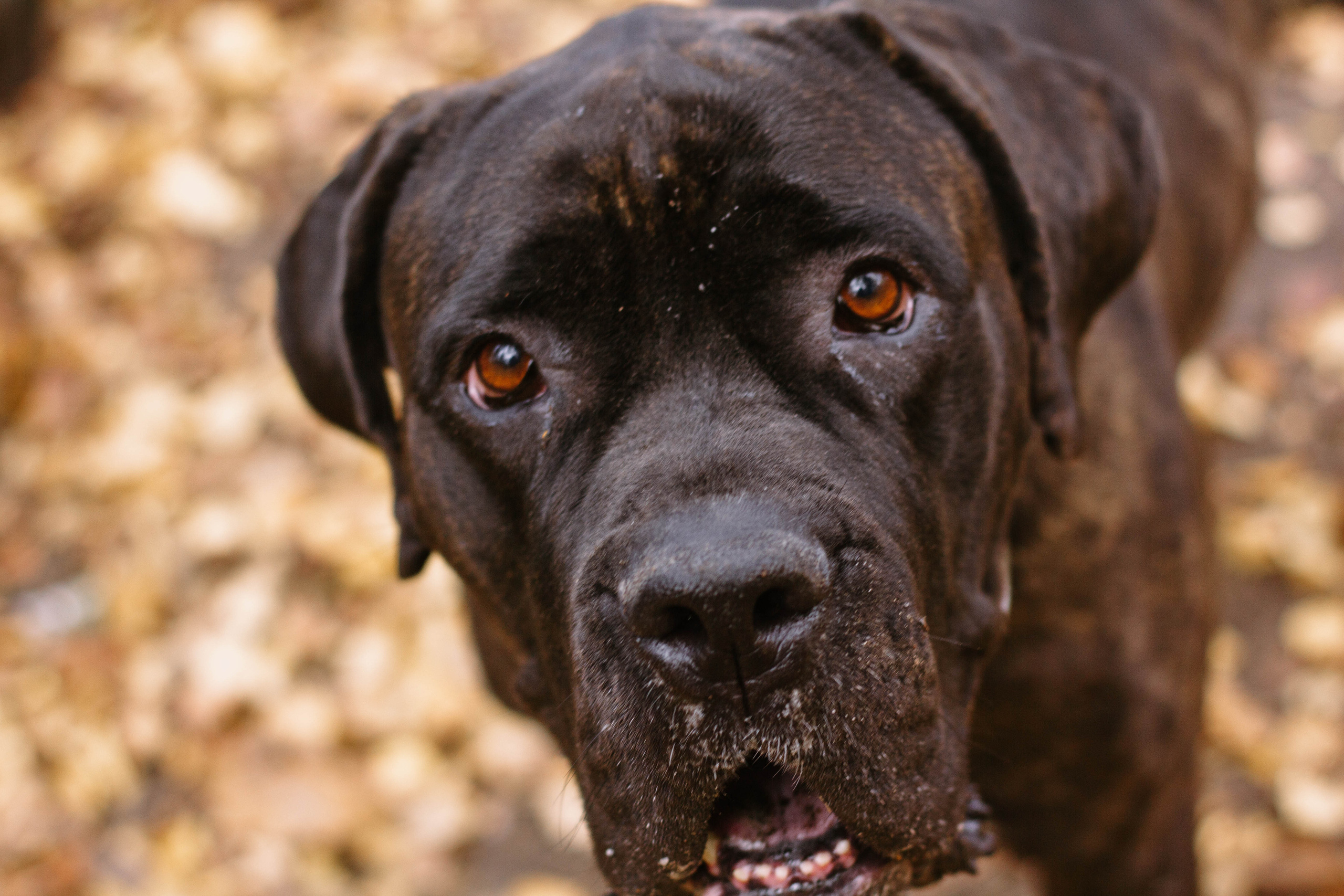 Настя, Тим и Эричка. Портретный и семейный фотограф в Санкт-Петербурге Кристина Трушникова