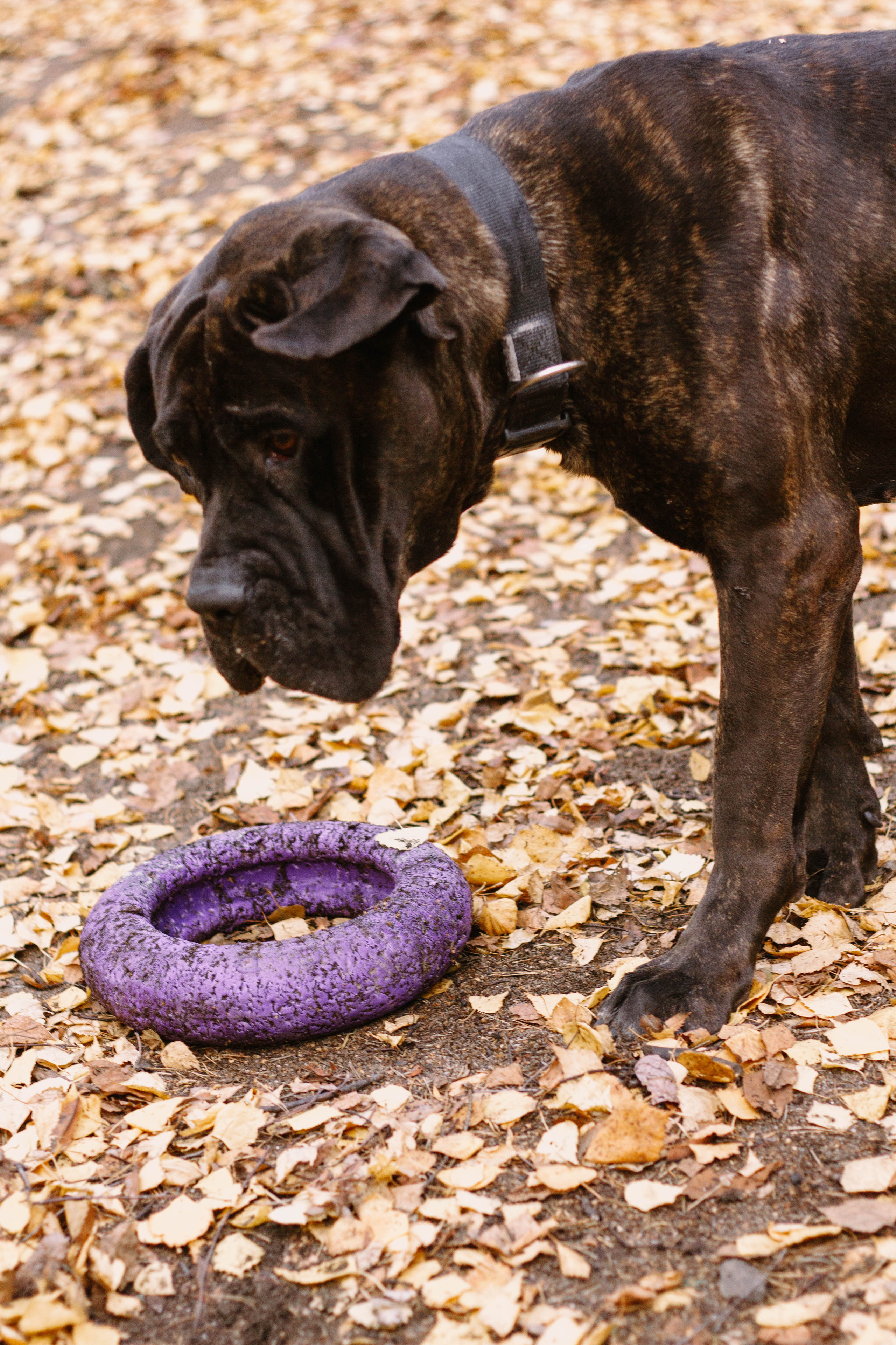 Настя, Тим и Эричка. Портретный и семейный фотограф в Санкт-Петербурге Кристина Трушникова