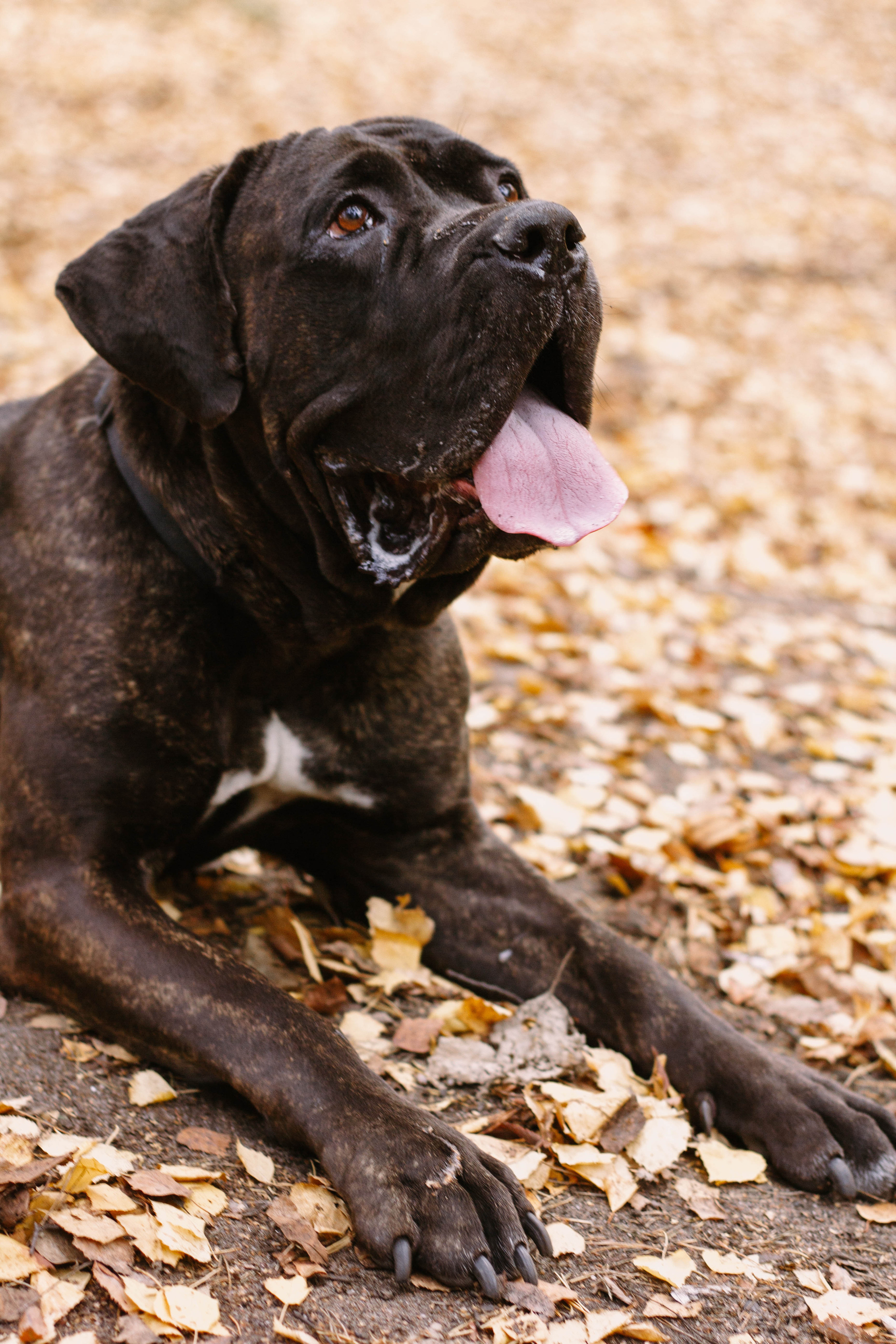 Настя, Тим и Эричка. Портретный и семейный фотограф в Санкт-Петербурге Кристина Трушникова