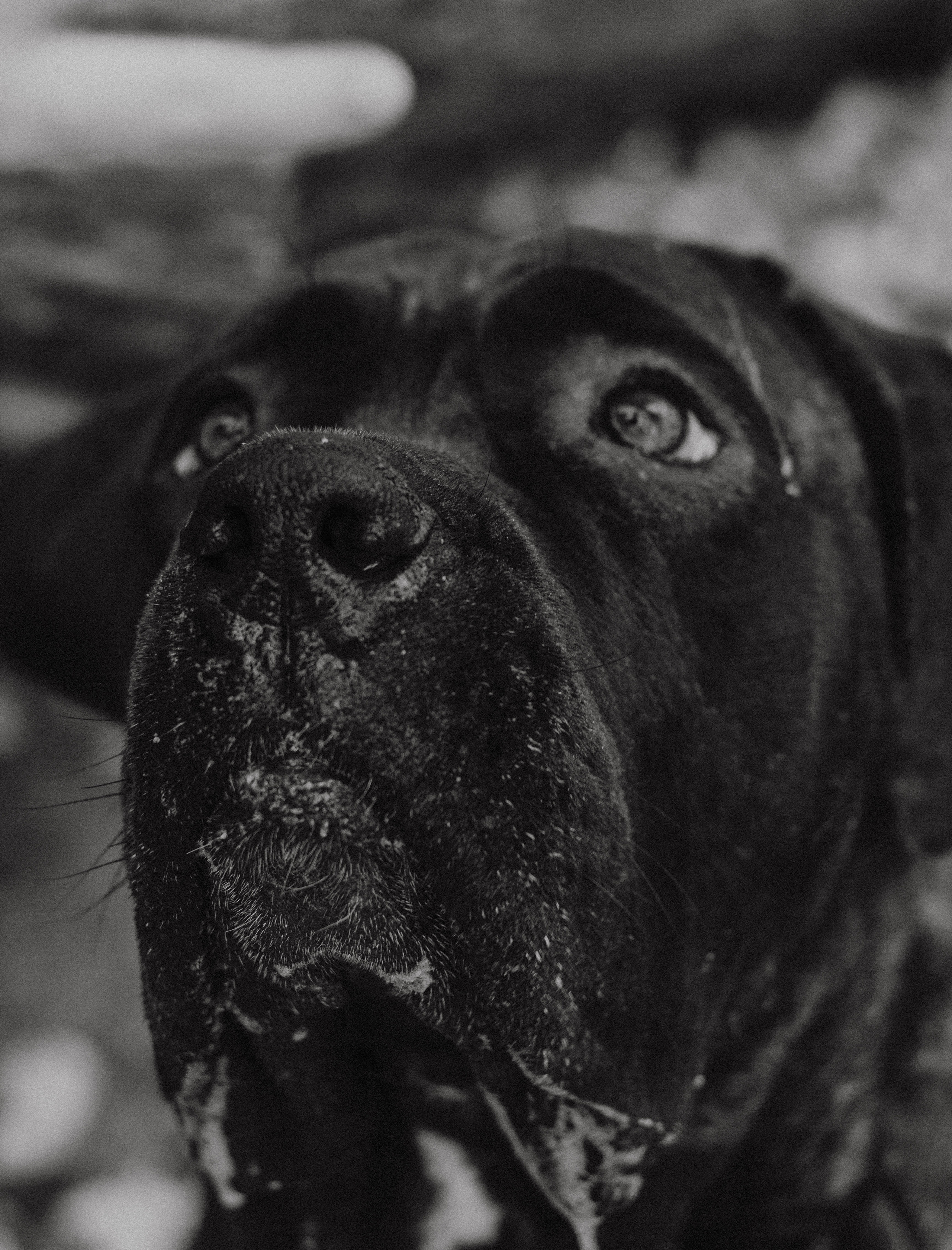 Настя, Тим и Эричка. Портретный и семейный фотограф в Санкт-Петербурге Кристина Трушникова