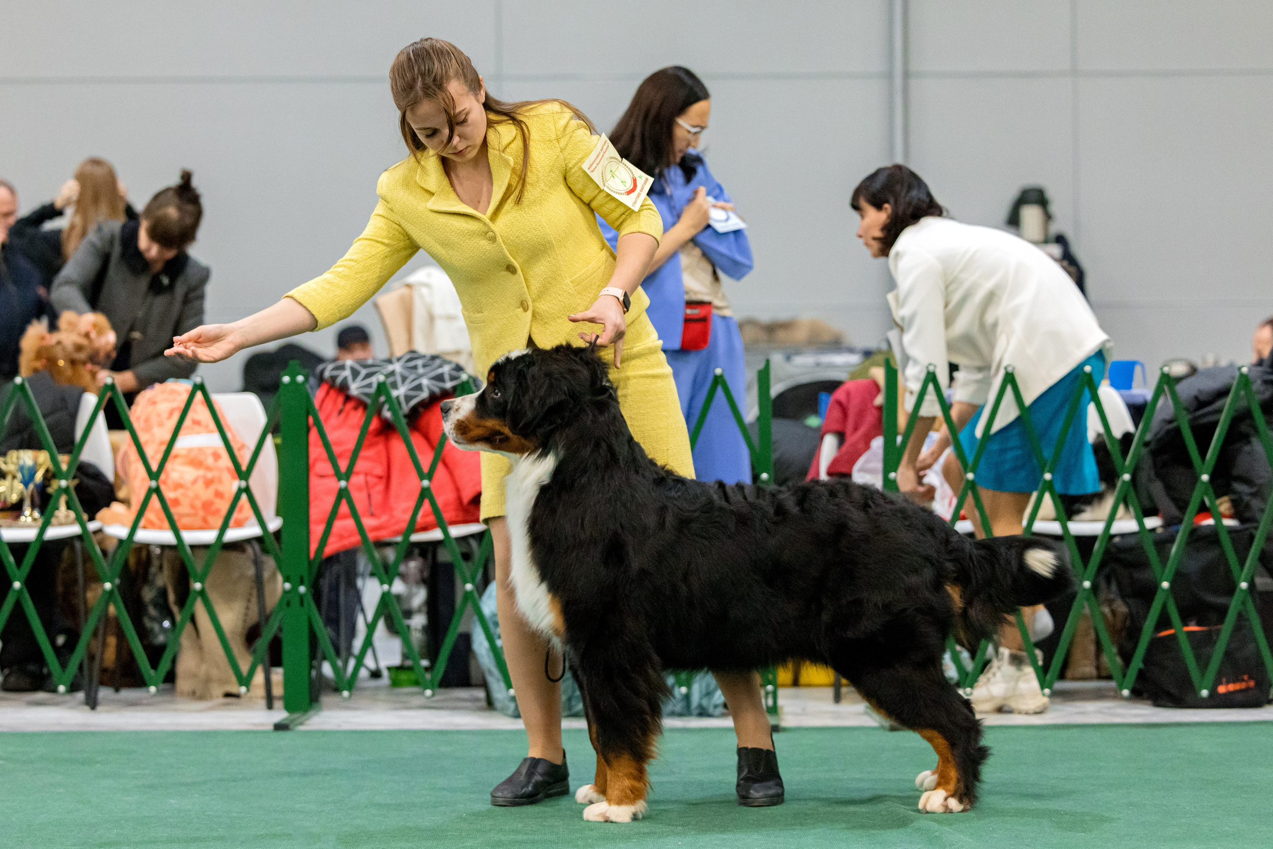 Крокус 3,9 и 10.12.2023. Фотограф-анималист Юлия Германика