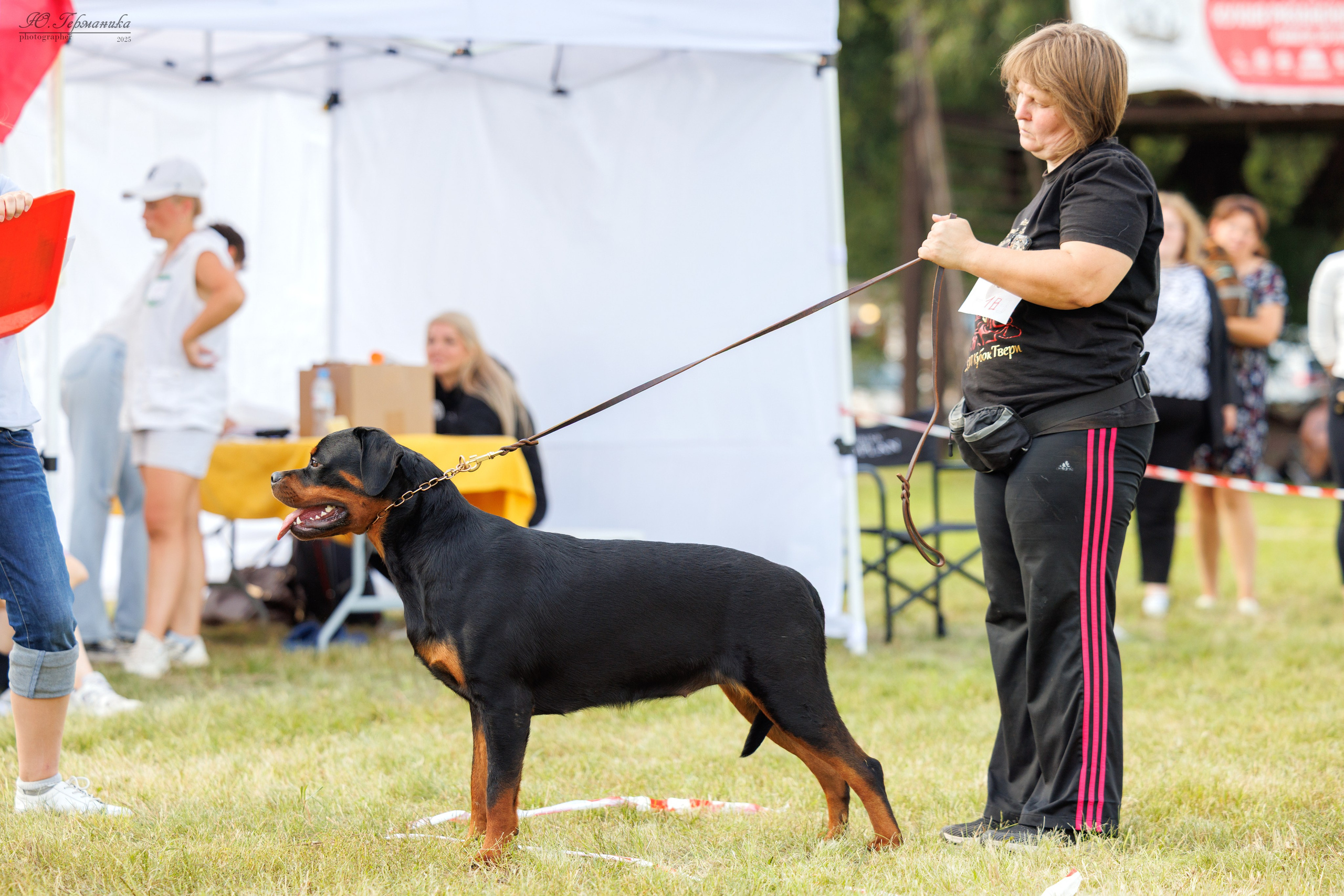 Рязань 2хмоно ротвейлеры 16-17.08.2025. Фотограф-анималист Юлия Германика