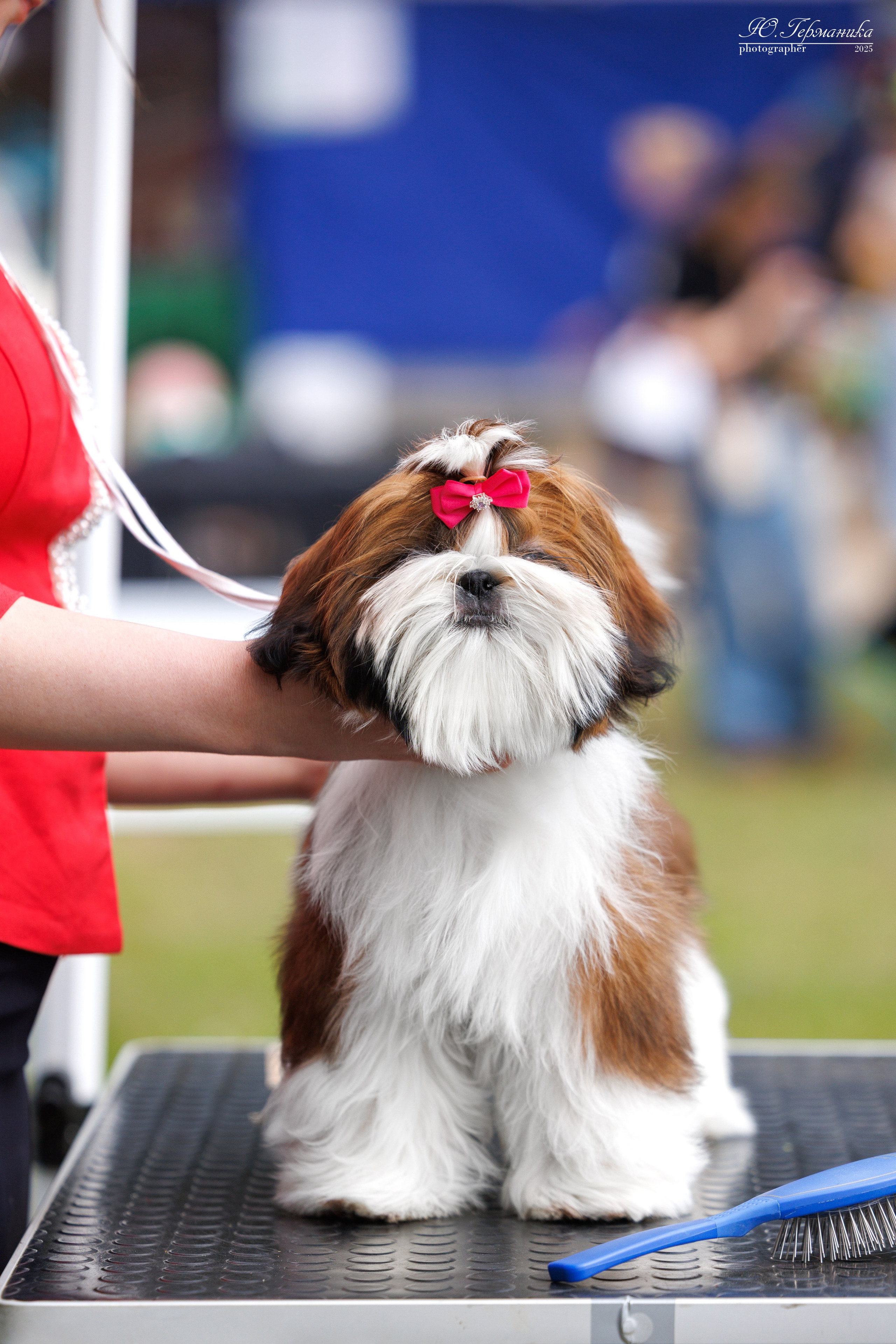Суздаль(Владимир)17-18.05.2025. Фотограф-анималист Юлия Германика