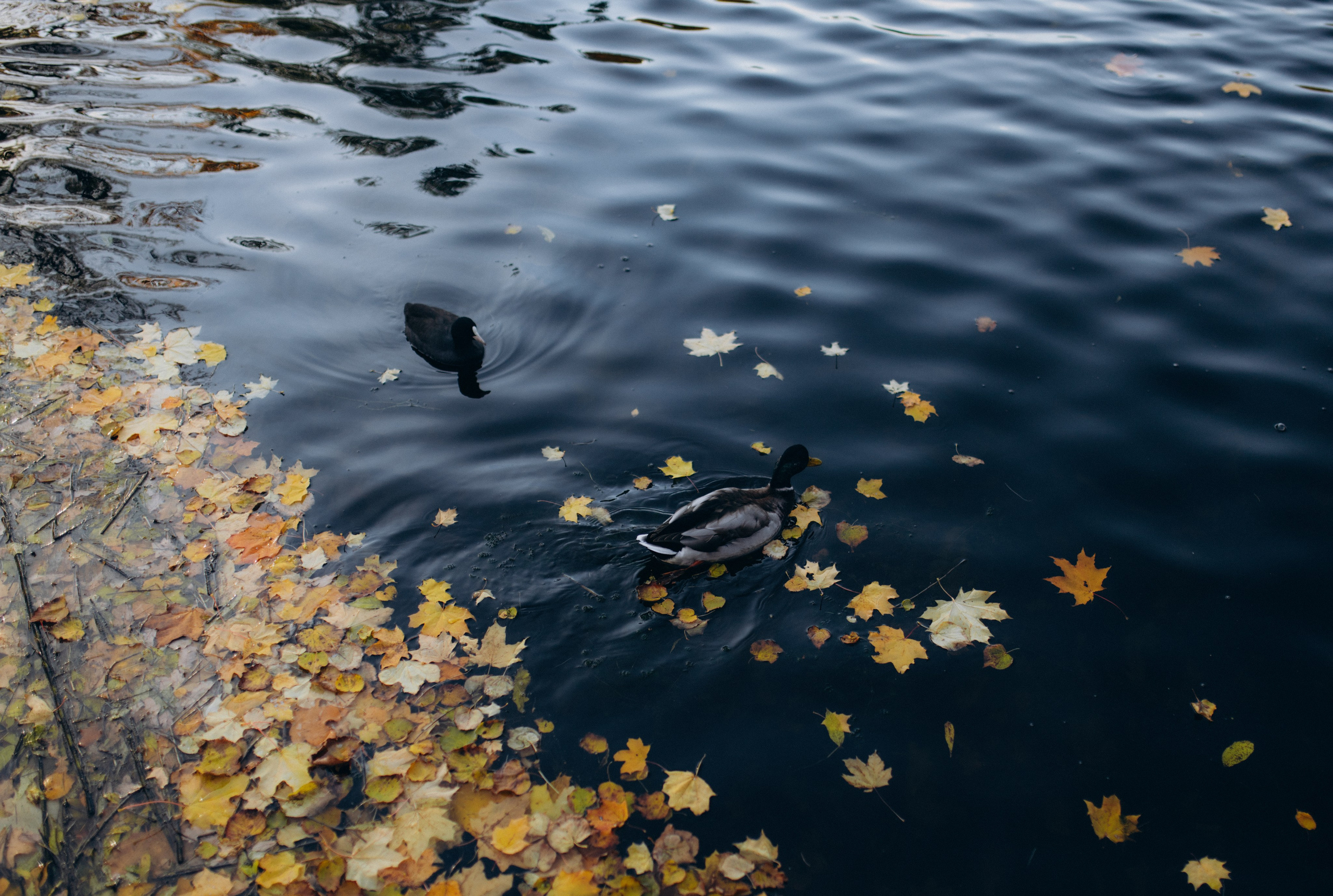 Егор & Юлия. Фотограф Винокурова Кристина в Санкт-Петербурге