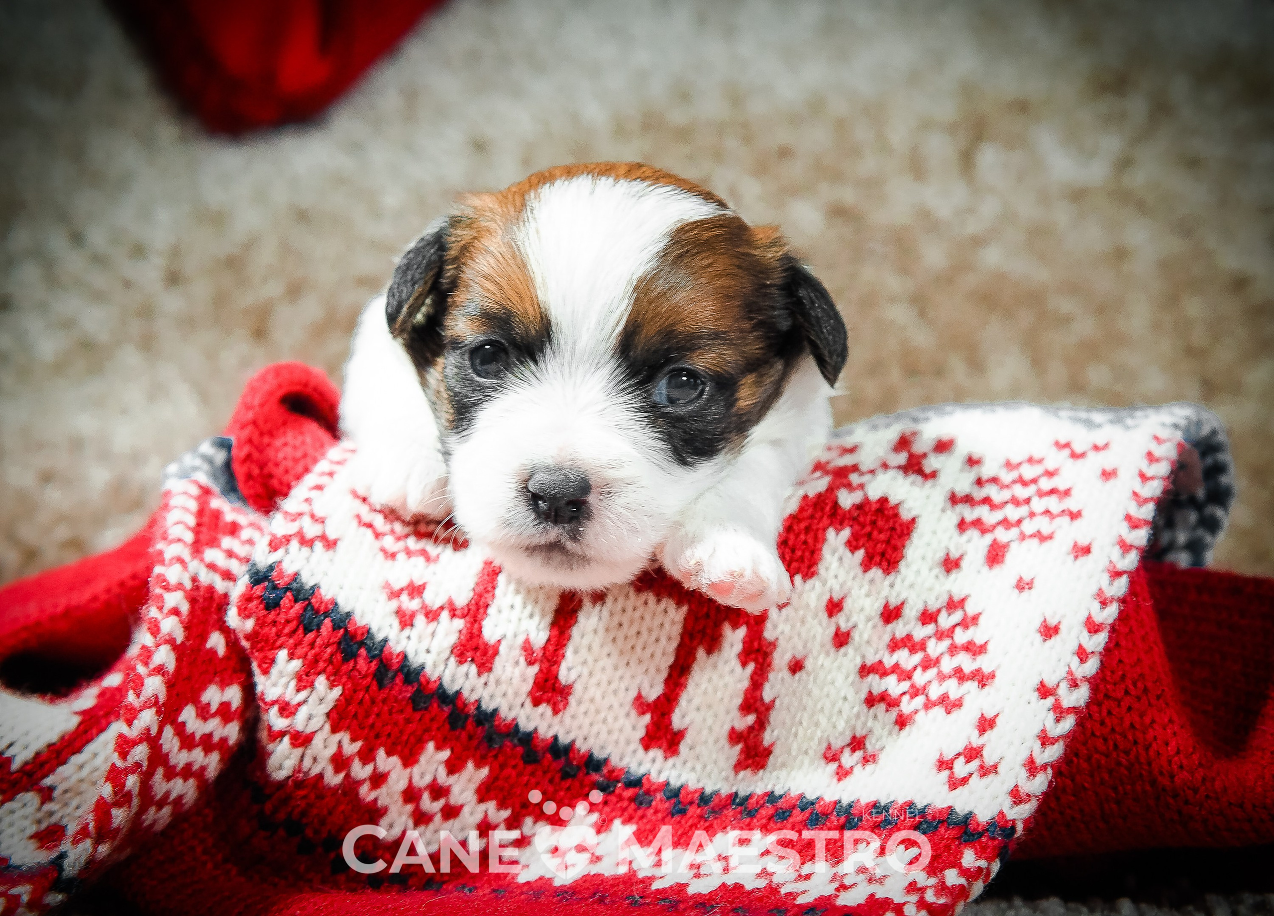 Мальчик 2. Кобель бело-рыжий. Джек рассел терьер щенок. КАНЕ МАЭСТРО — питомник Джек рассел терьеров
