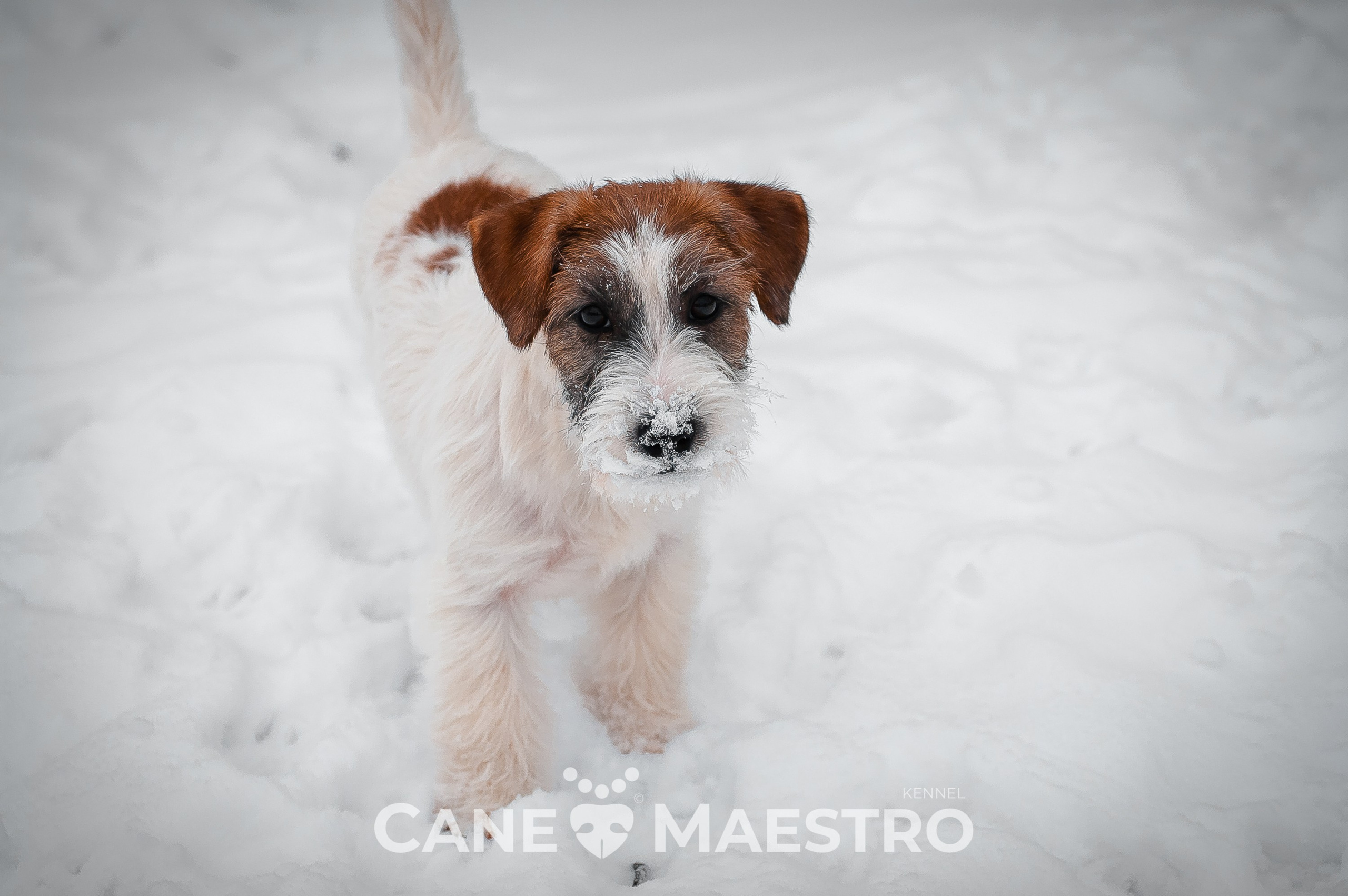 Щенок кобель ДРТ. КАНЕ МАЭСТРО — питомник Джек рассел терьеров