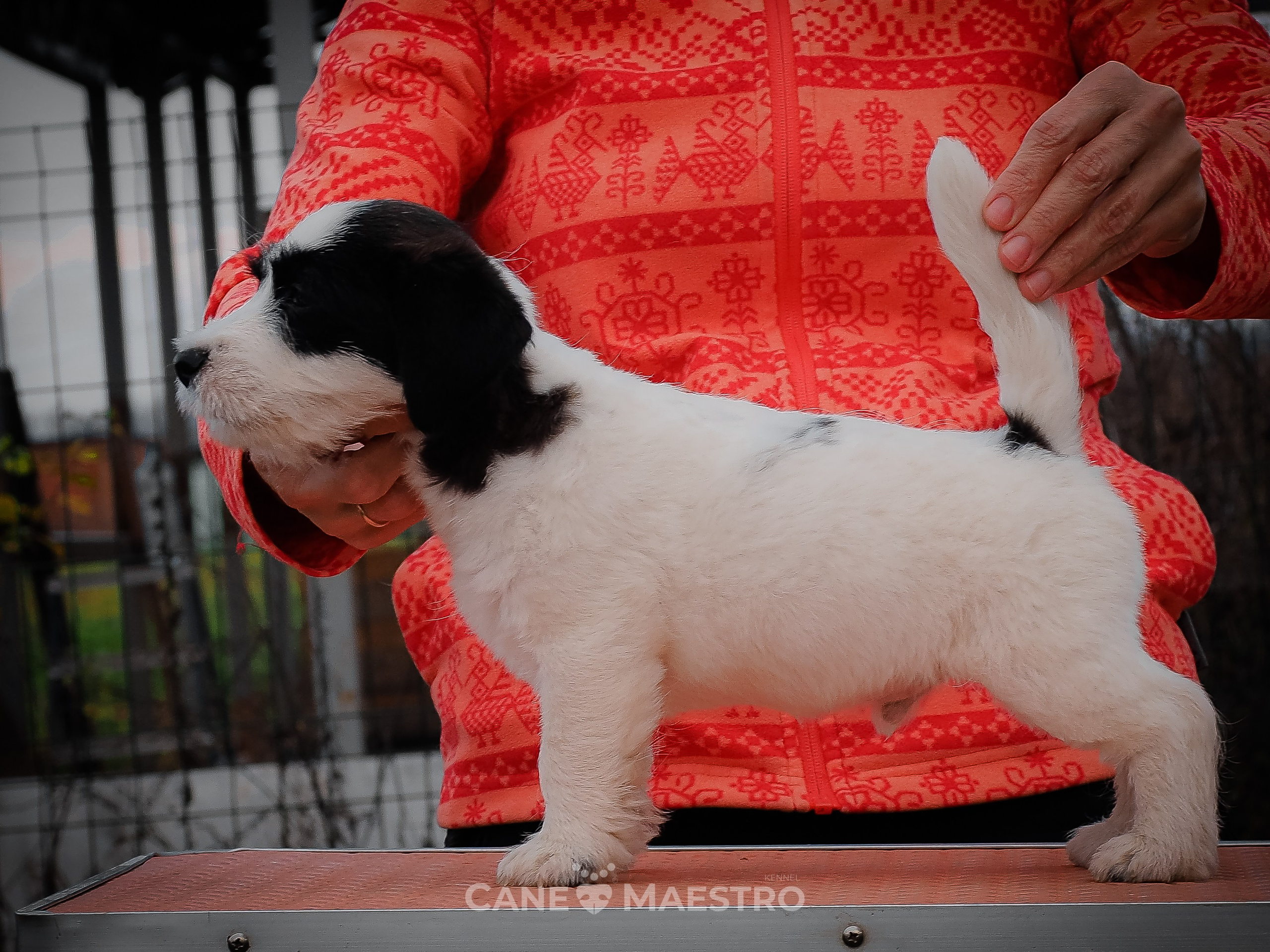 КОБZ_4_ЧБ_27_08_25. КАНЕ МАЭСТРО — питомник Джек рассел терьеров