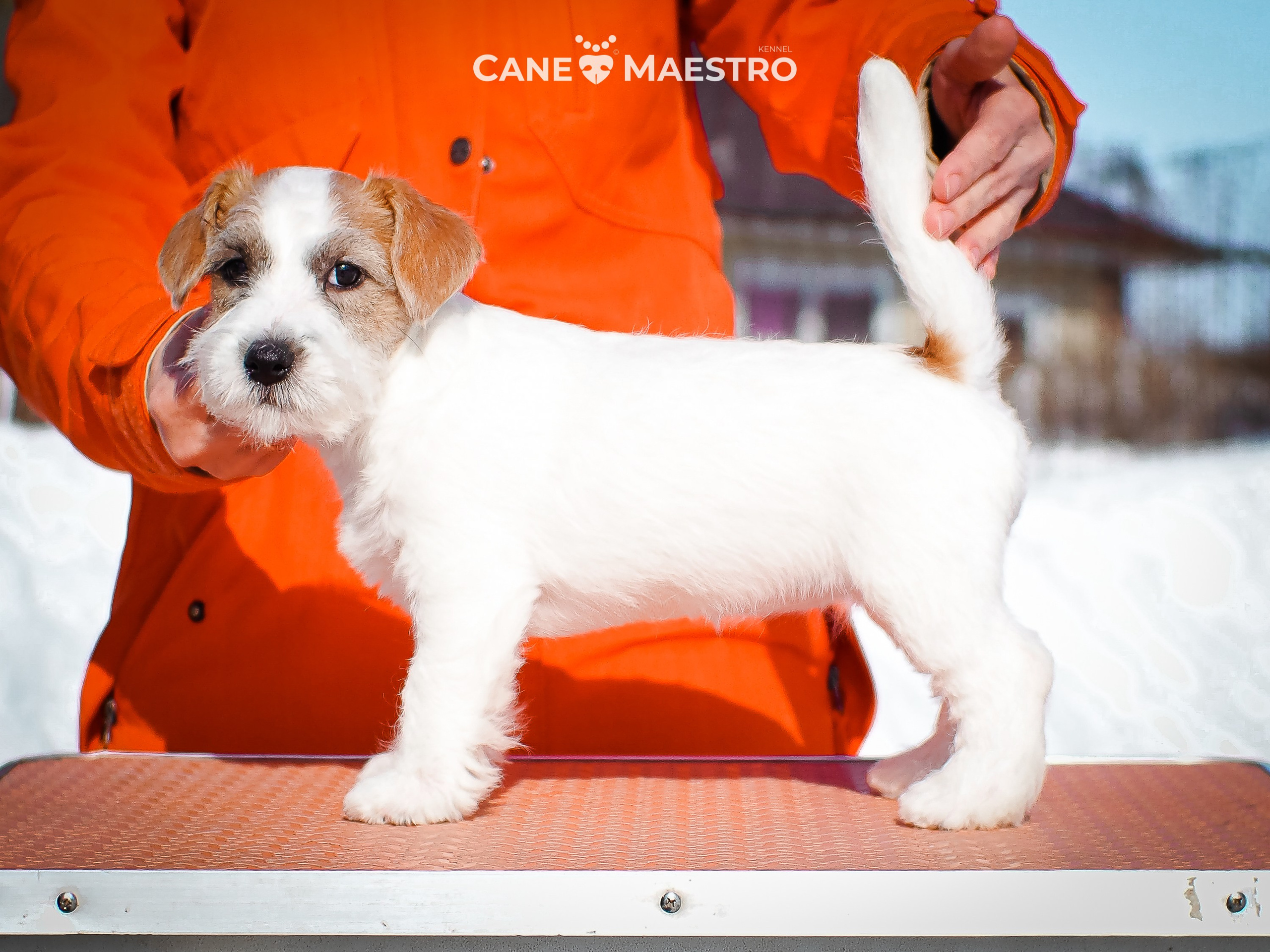 Сук_21_12_25. КАНЕ МАЭСТРО — питомник Джек рассел терьеров