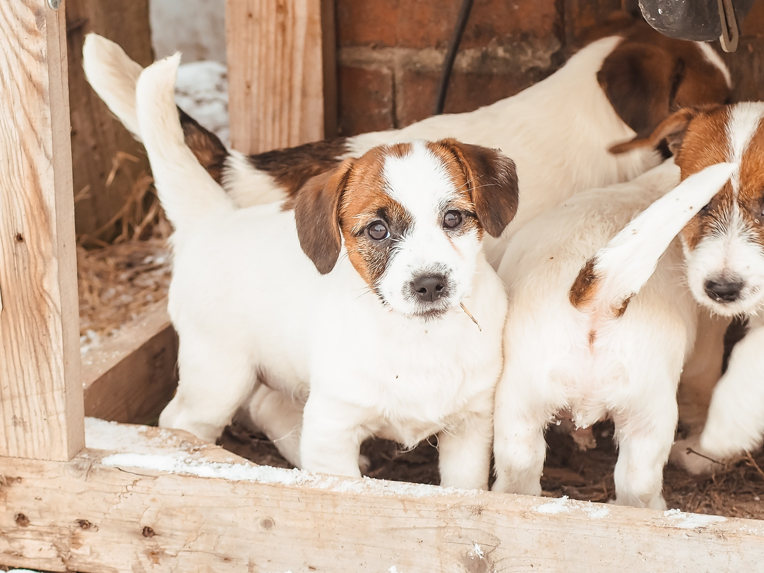 3_Девочка_СНЕЖНАЯ_Ц. CANE MAESTRO — kennel Jack Russell Terrier