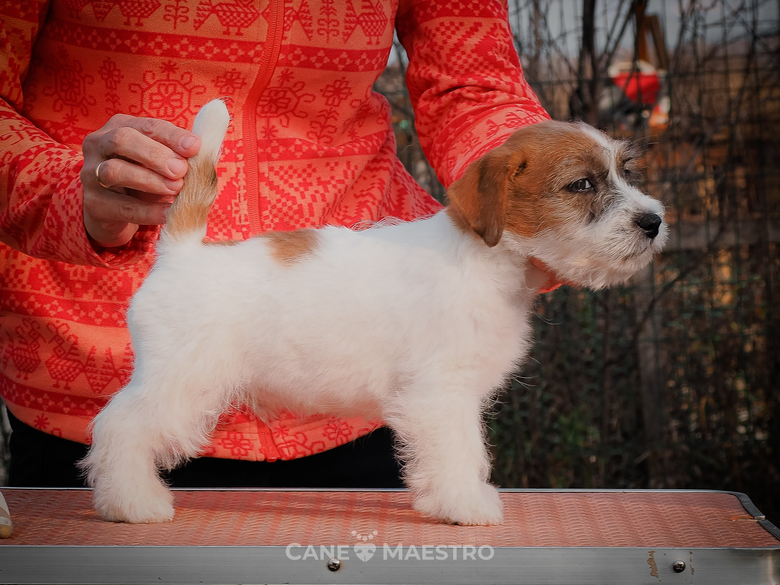 КобельZ1_ДРТ_брыж_27_08_25. КАНЕ МАЭСТРО — питомник Джек рассел терьеров