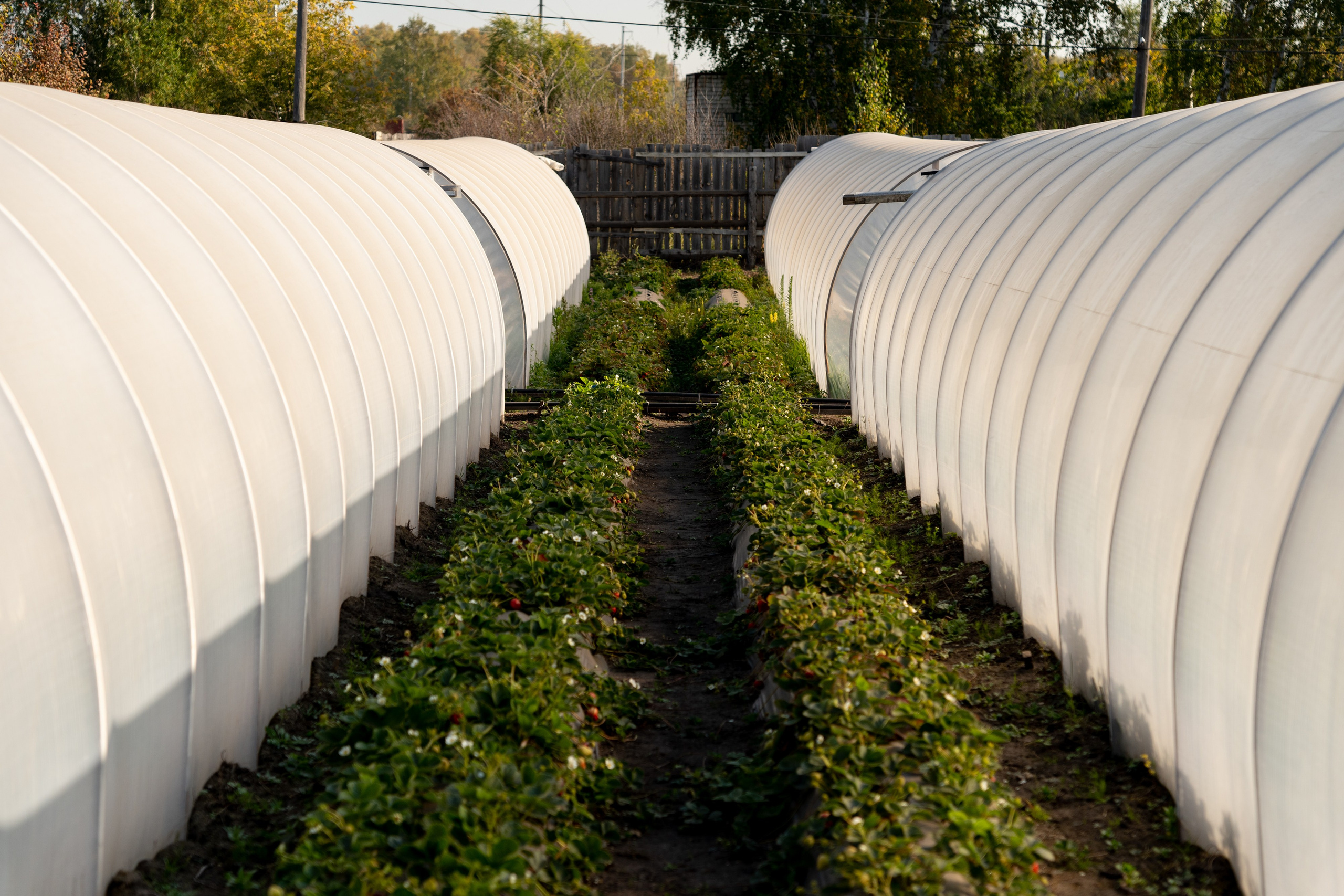 Валерия и Владислав Ращектаевы. Фермеры. Репортажный фотограф Наталья Лапцевич