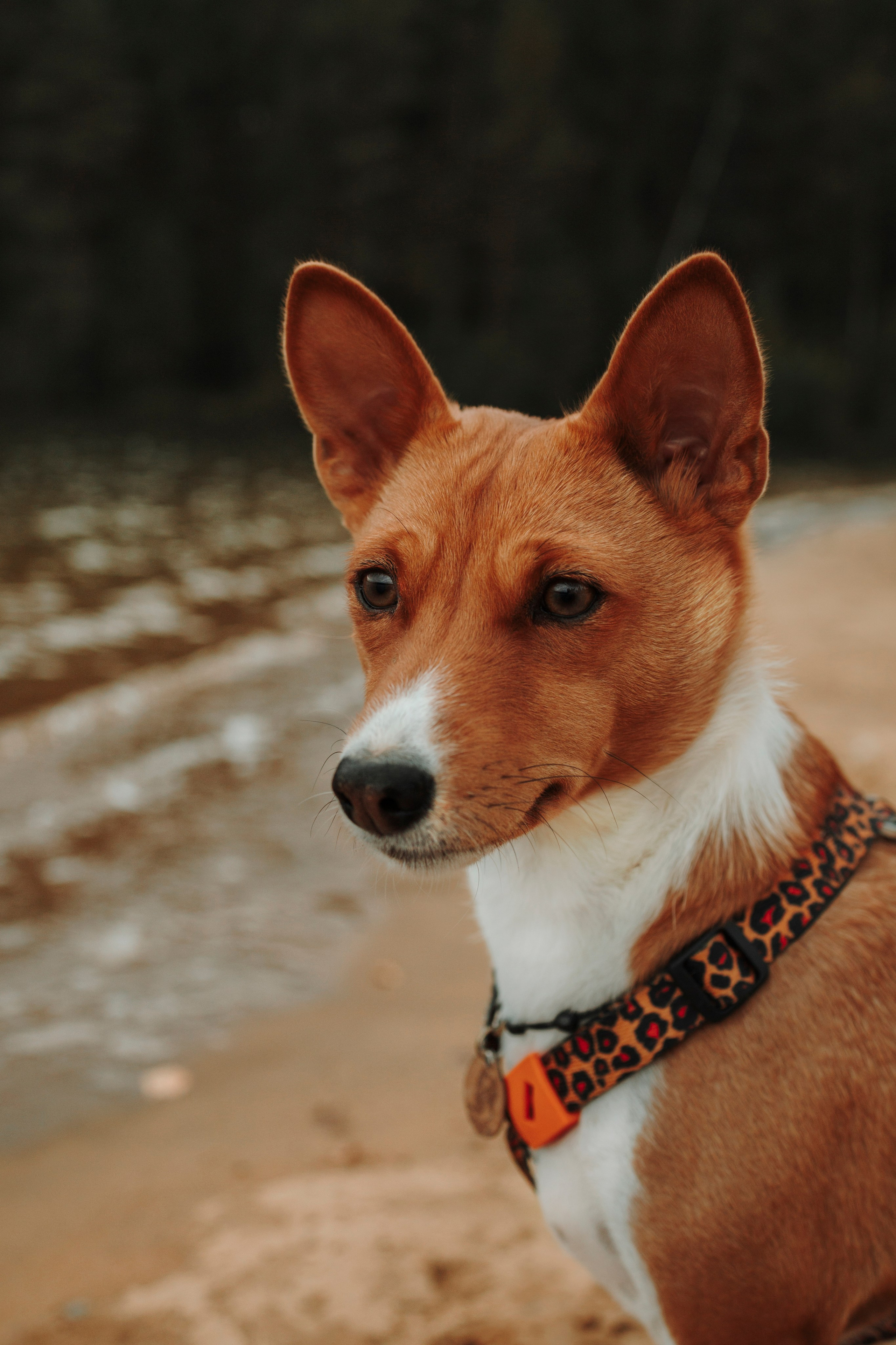 Даша и Лора. Фотограф-анималист в Санкт-Петеребурге Титова Алиса