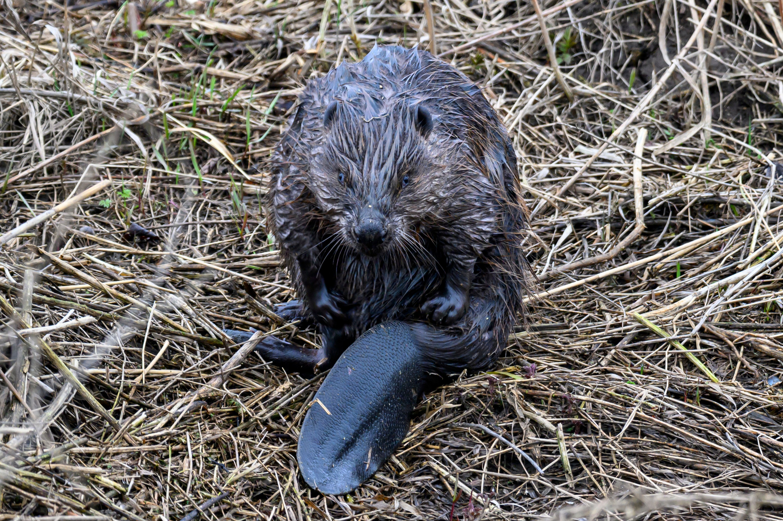 Бобр и куропатки. Wildlife photography by Sergey Puponin