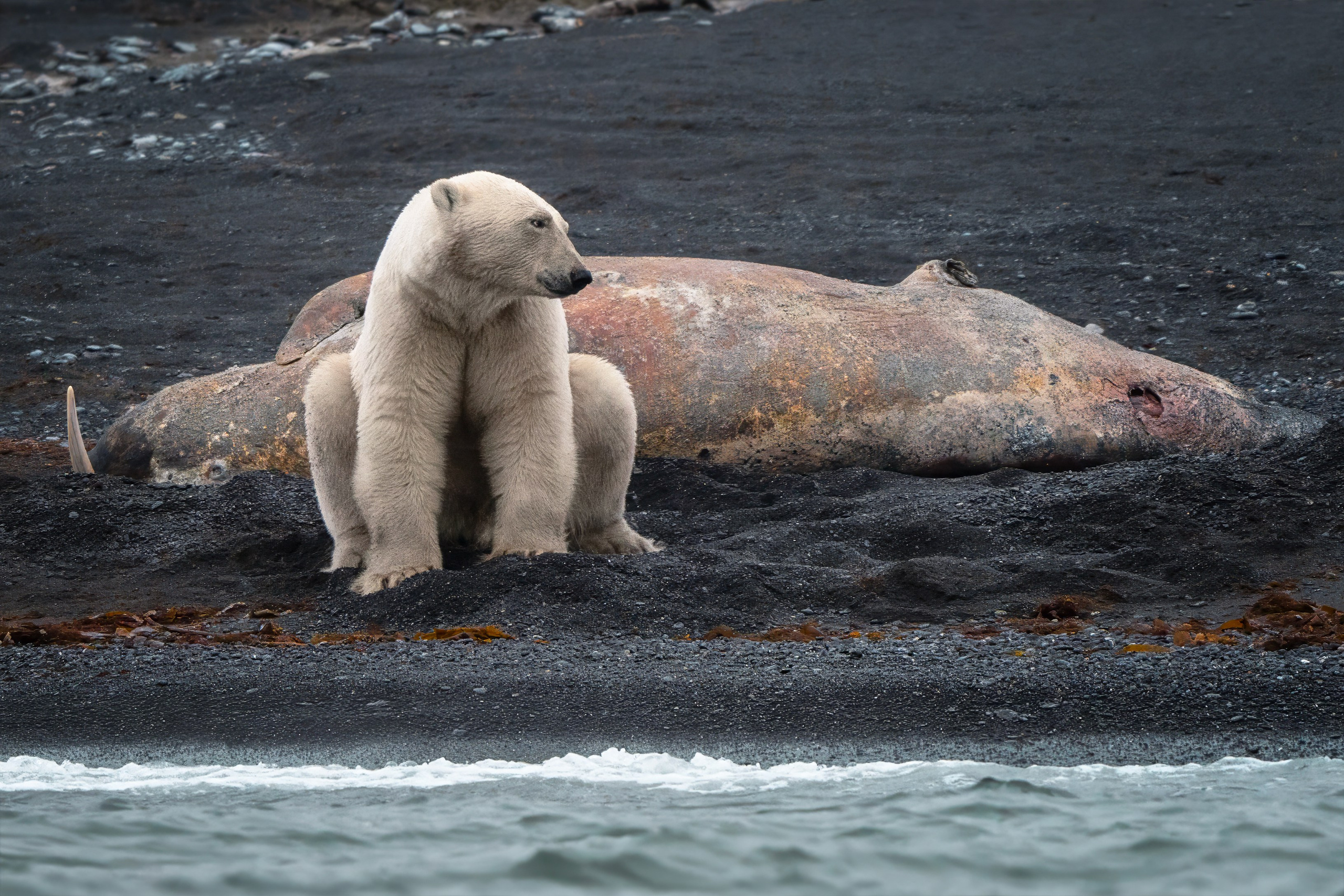 Арктика. Andrew Gusarov Nature Photography