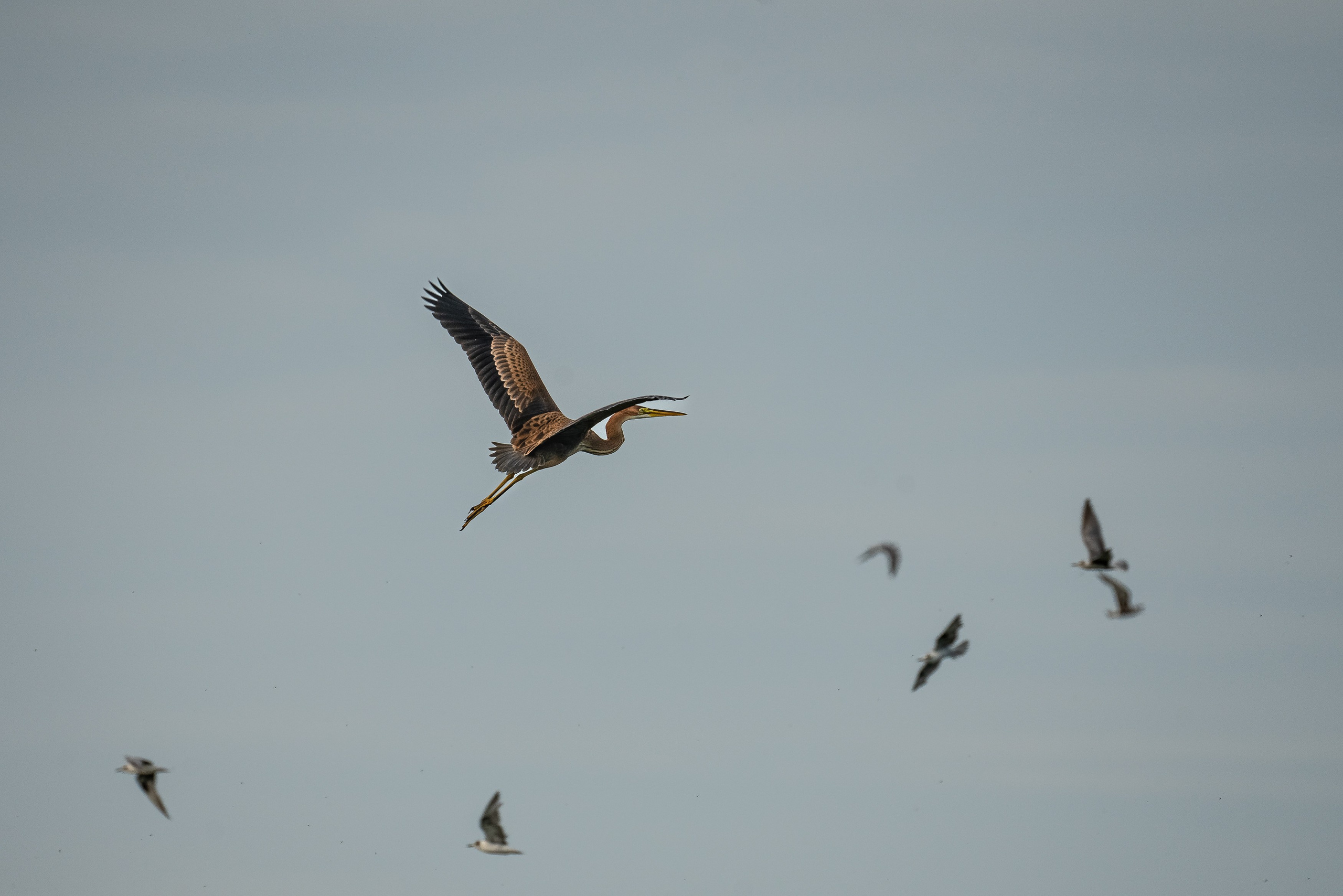 Золотые лотосы. Июль