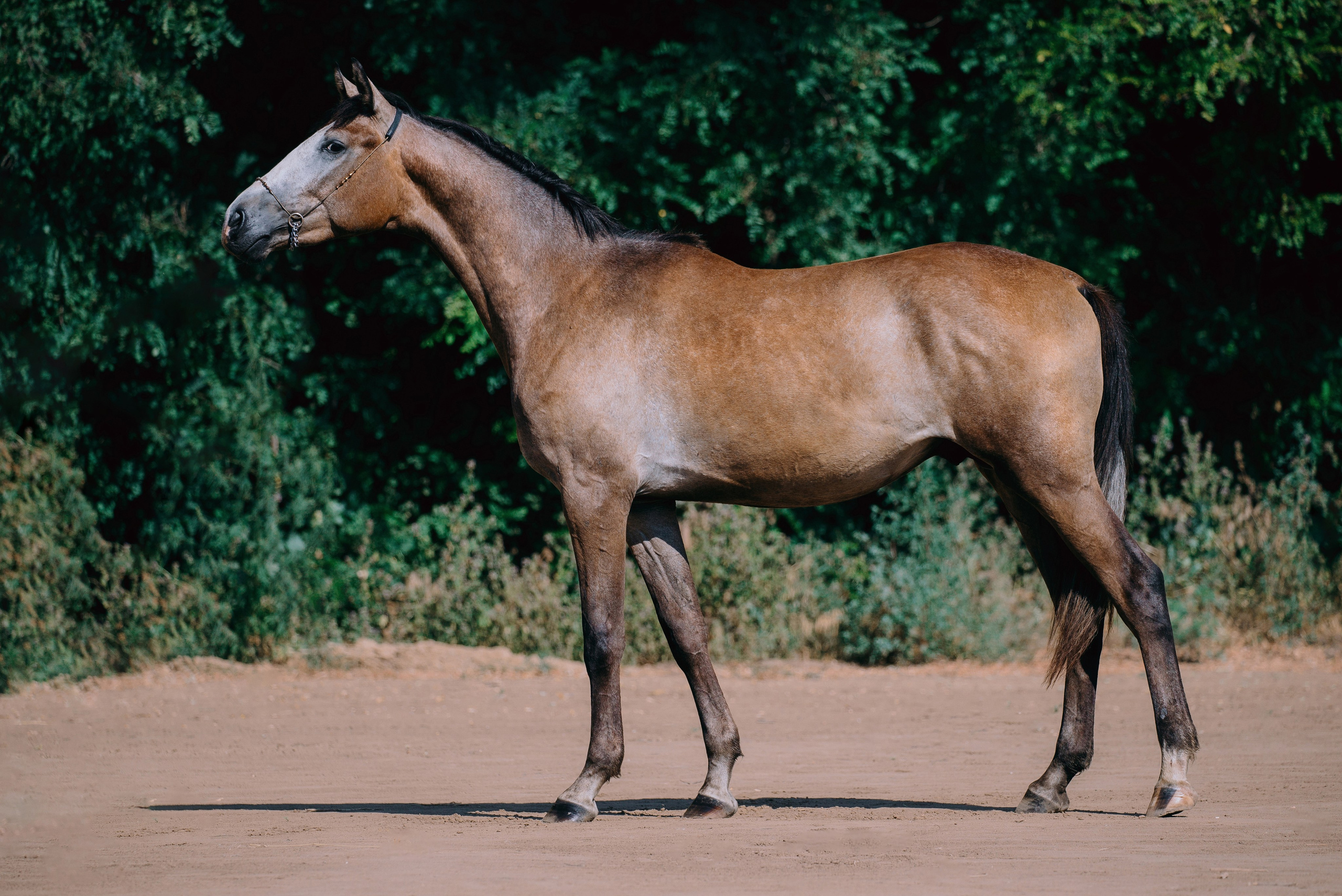 Экстерьеры. Фотограф-анималист Ксендзова Кристина