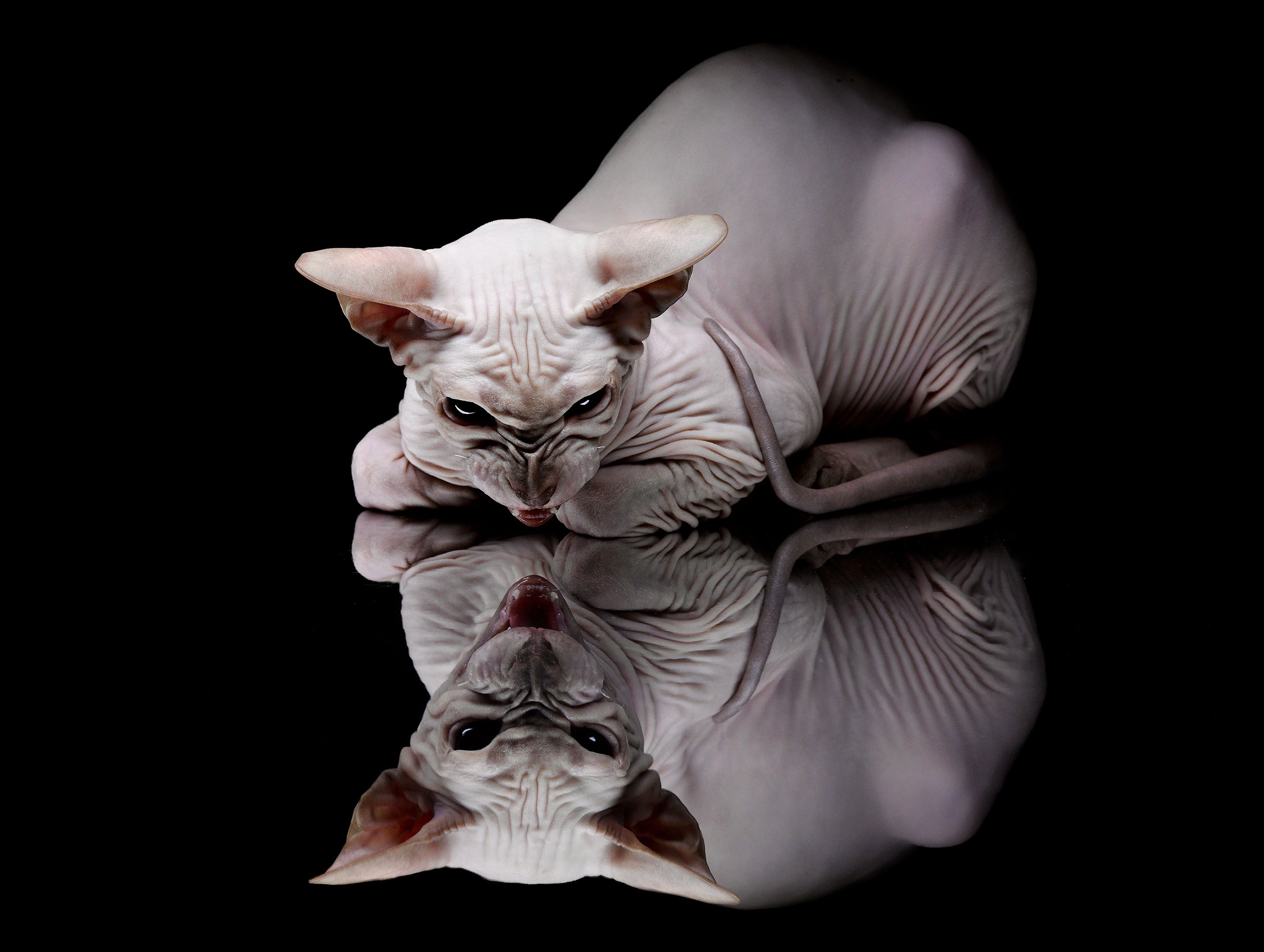 Портфолио. Фотостудия Игоря Сахарова (Санкт-Петербург)