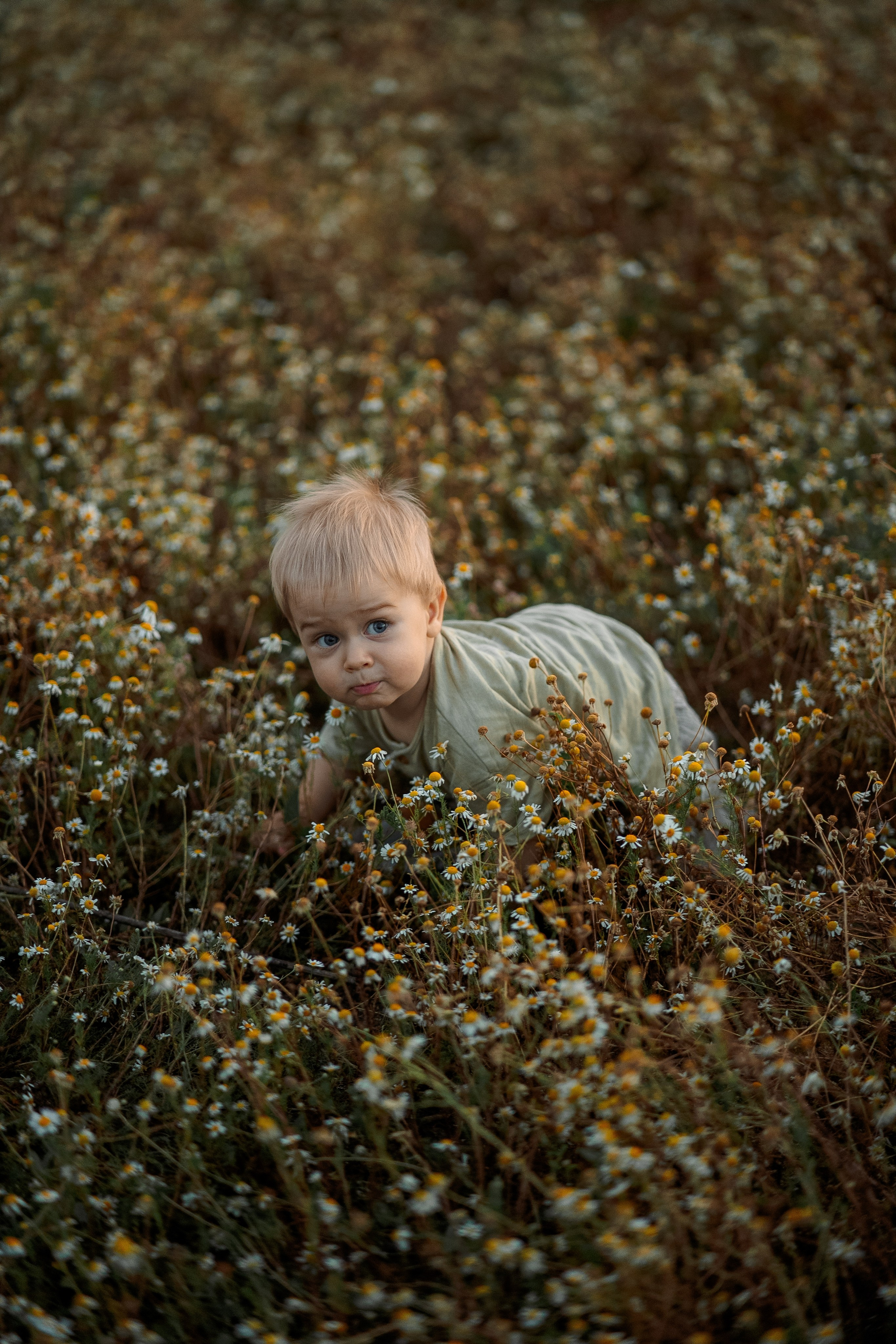 РОМАШКИ. Фотограф Мария Зайчик