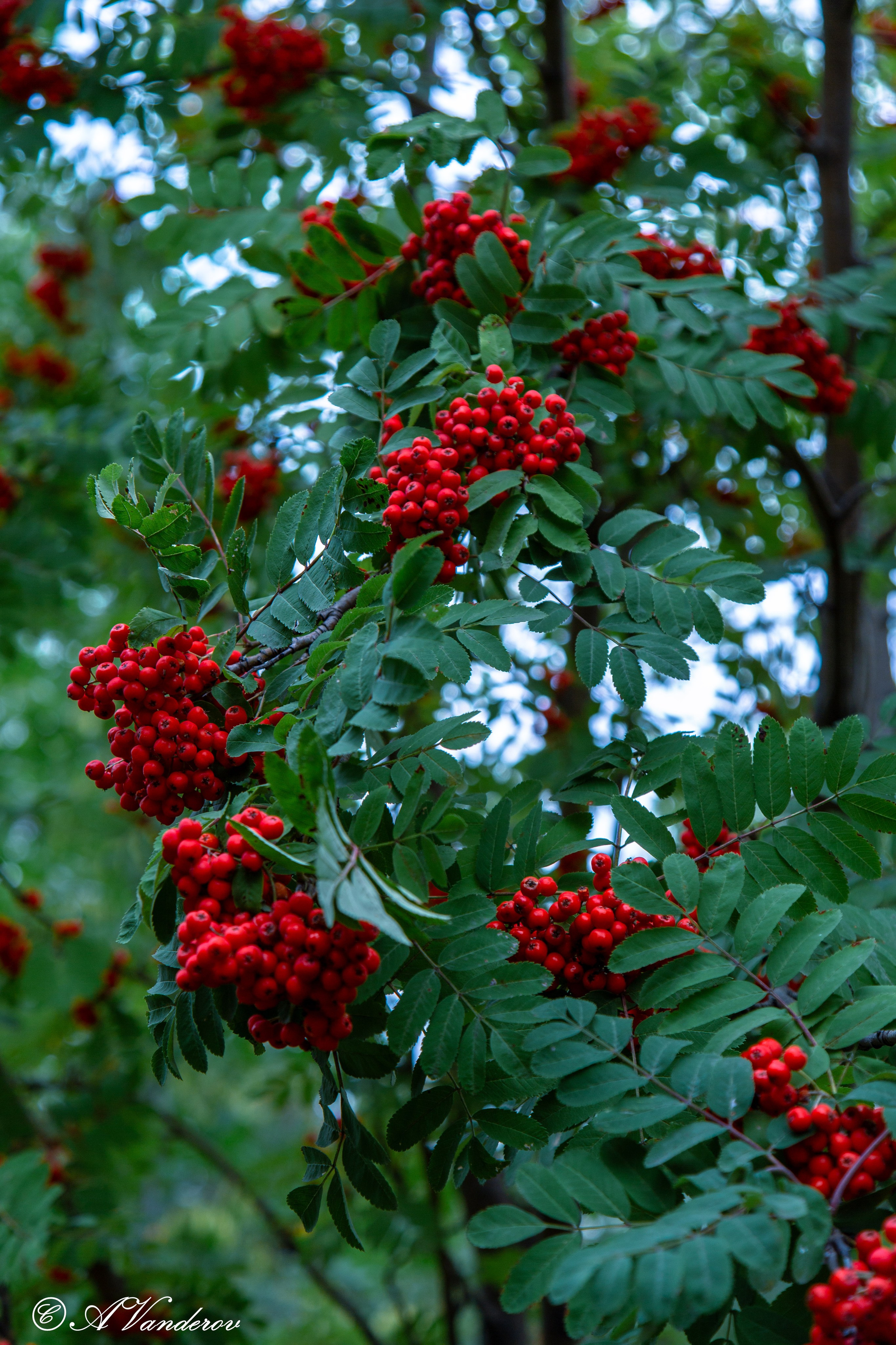 Красота природы. Фотограф Омск | Александр Вандеров