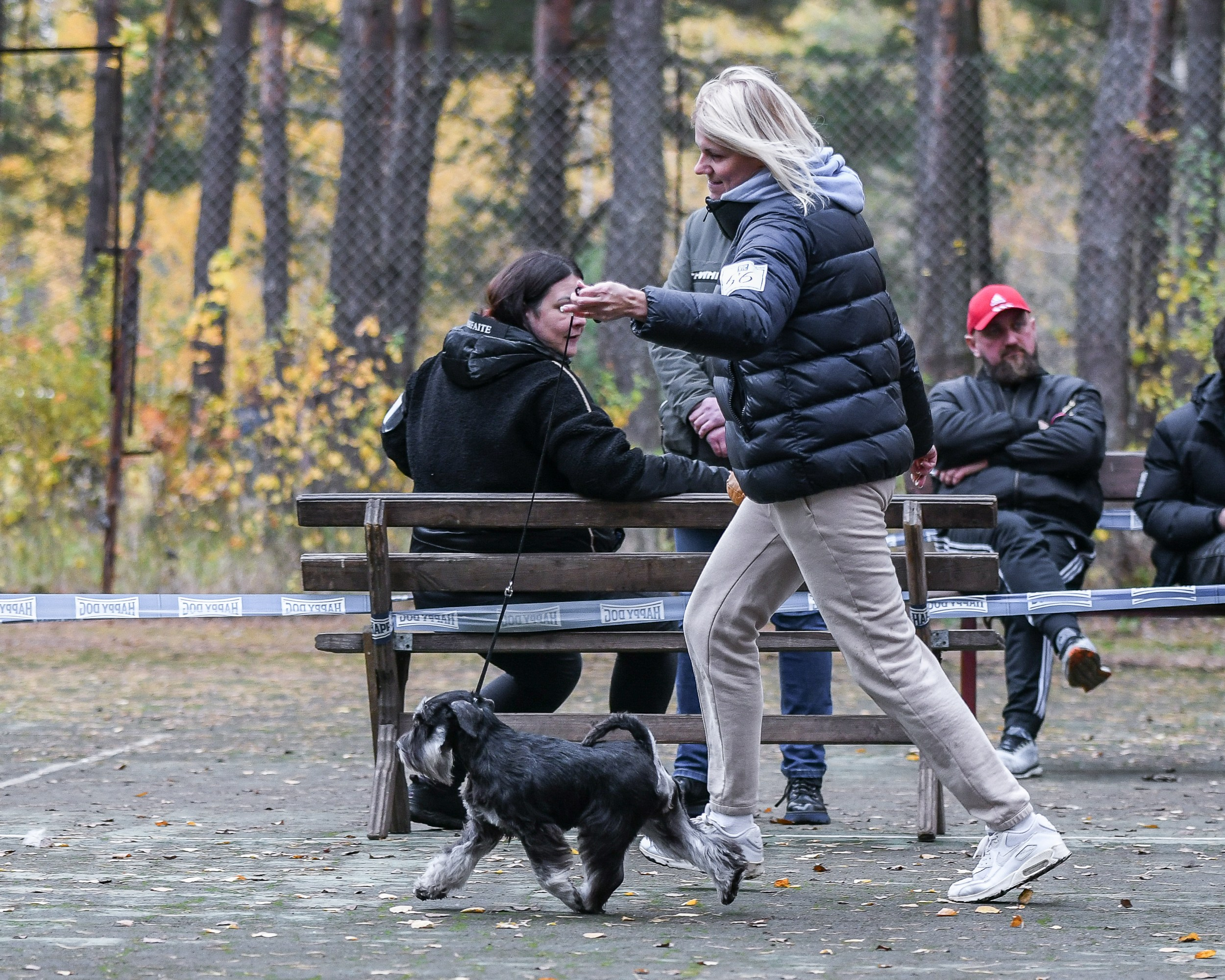 Питомник Делинсо Бэлэнс, щенки цвергшнауцера, купить щенка цвергшнауцера, питомник цвергшнауцеров, кобель цвергшнауцера для вязки, щенок цвергшнауцера, питомник цвергшнауцеров, черный с серебром, цверг, лучший питомник в беларуси