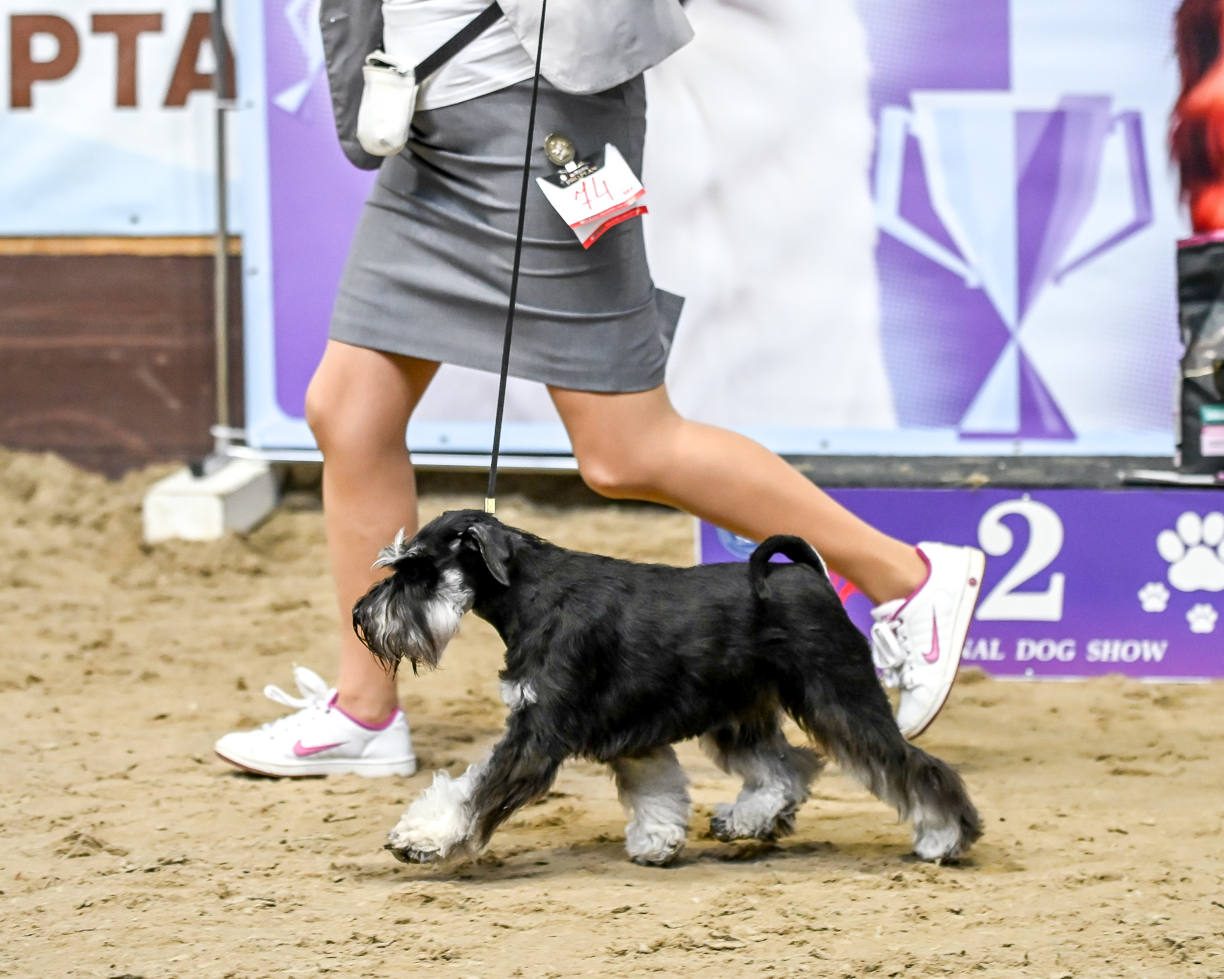 Харли/ Delinso Balance Ultima Gail. Питомник цвергшнауцеров в Беларуси «Делинсо Бэлэнс»