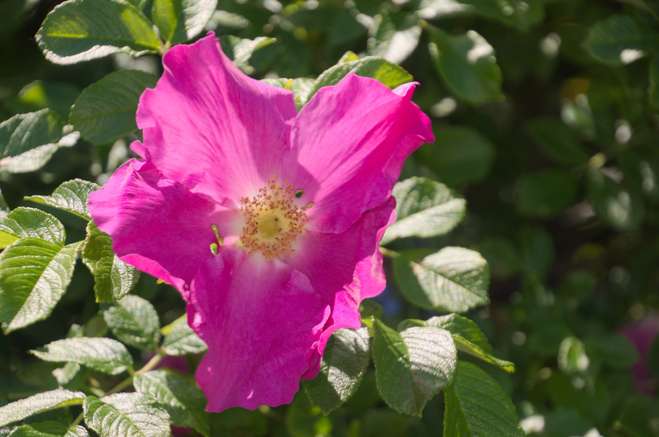 Таруса+Серпухов | 18.06.2017. Галерея Фантим