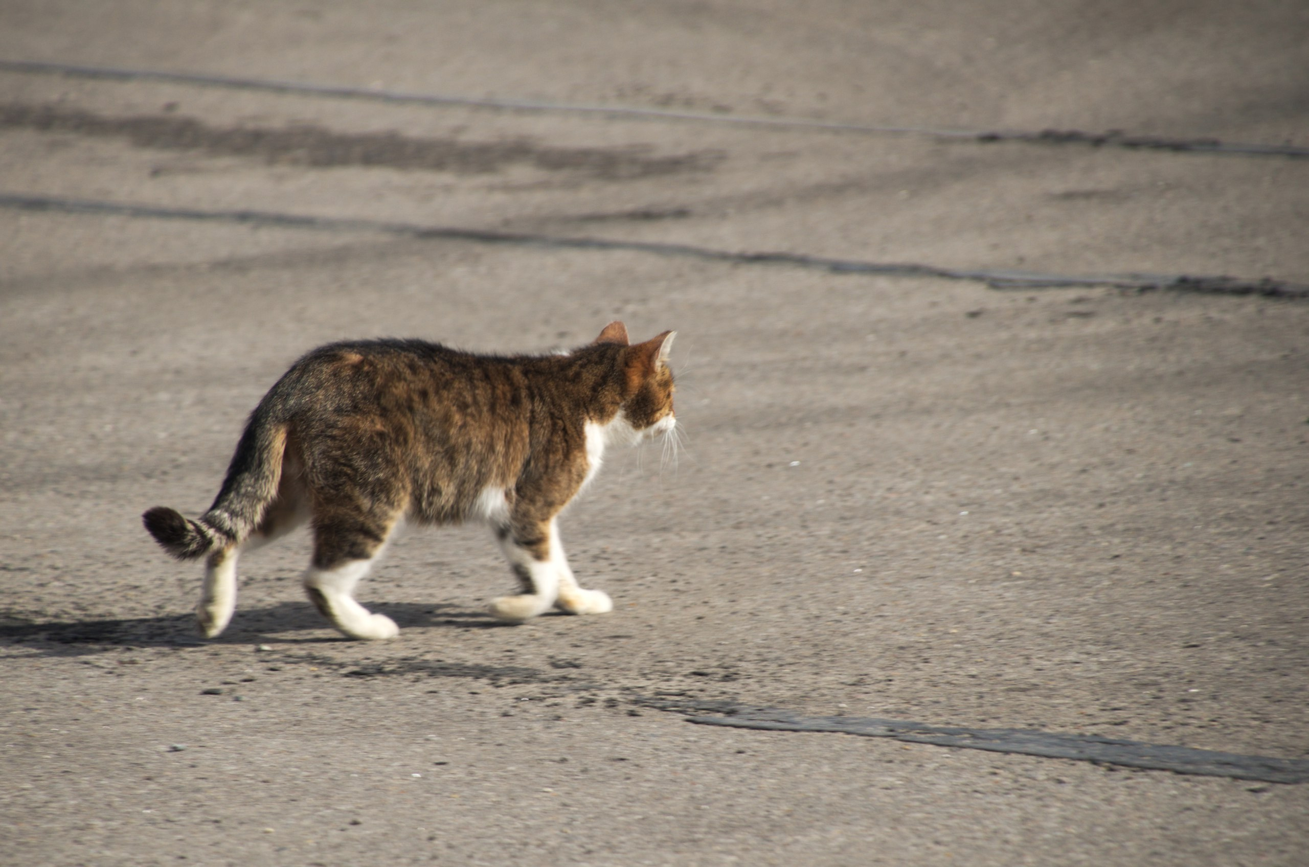 Покров | 09.04.2017. Галерея Фантим