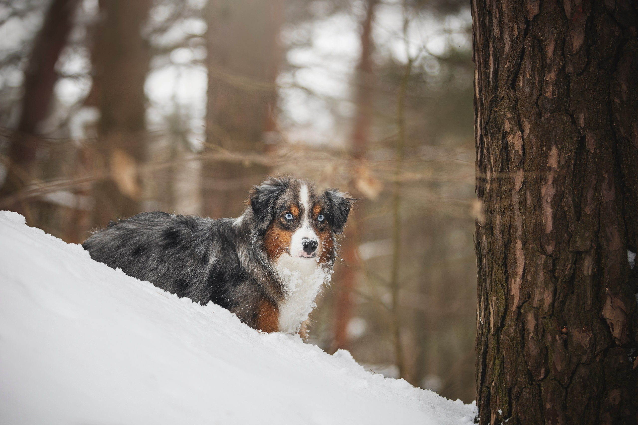 Дария, Макс, Сезам и Чили. Фотограф анималист в Москве Майорова Евгения