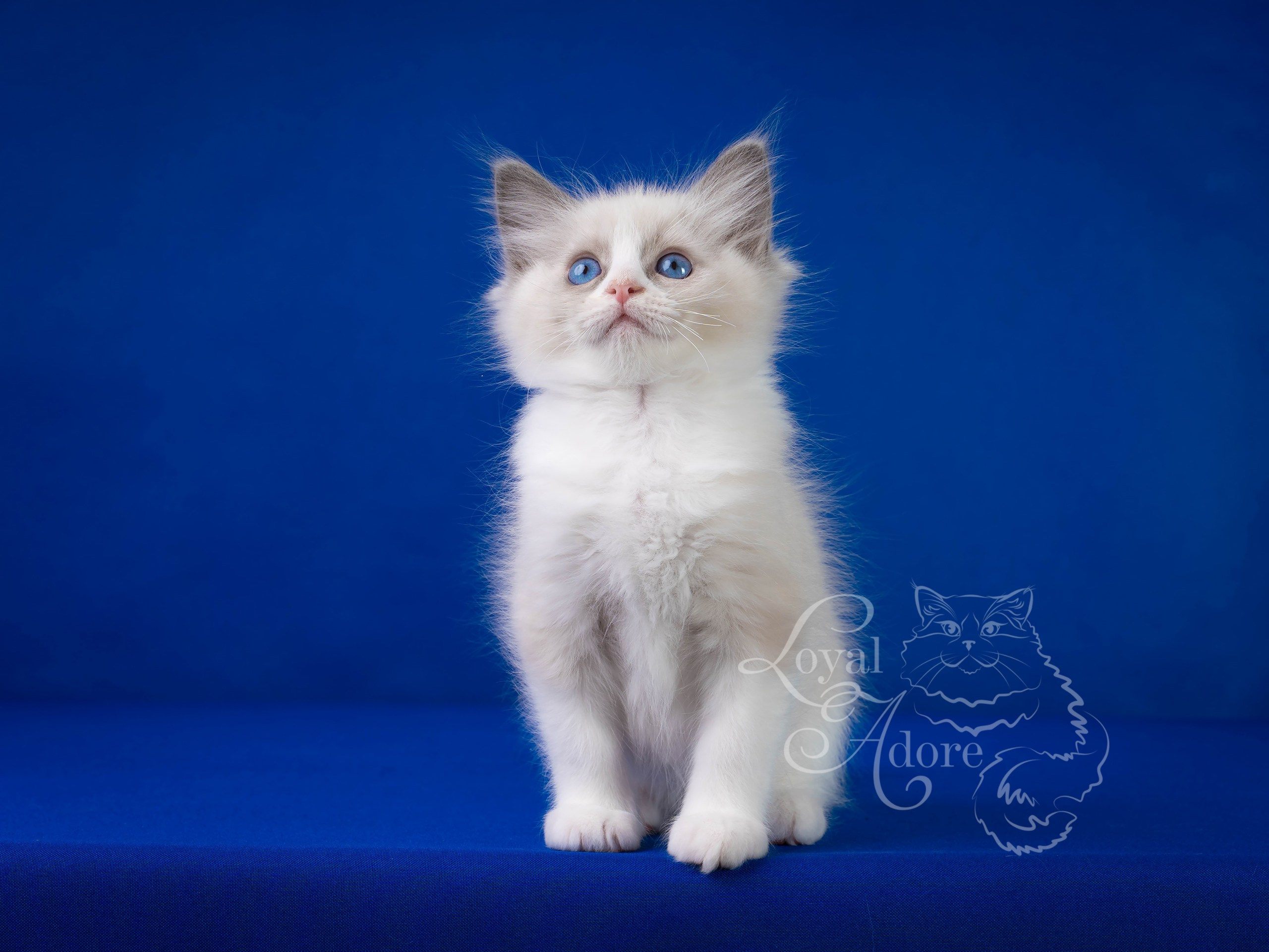 Котята рэгдолл от Loyal Adore. Питомник рэгдолл Loyal Adore