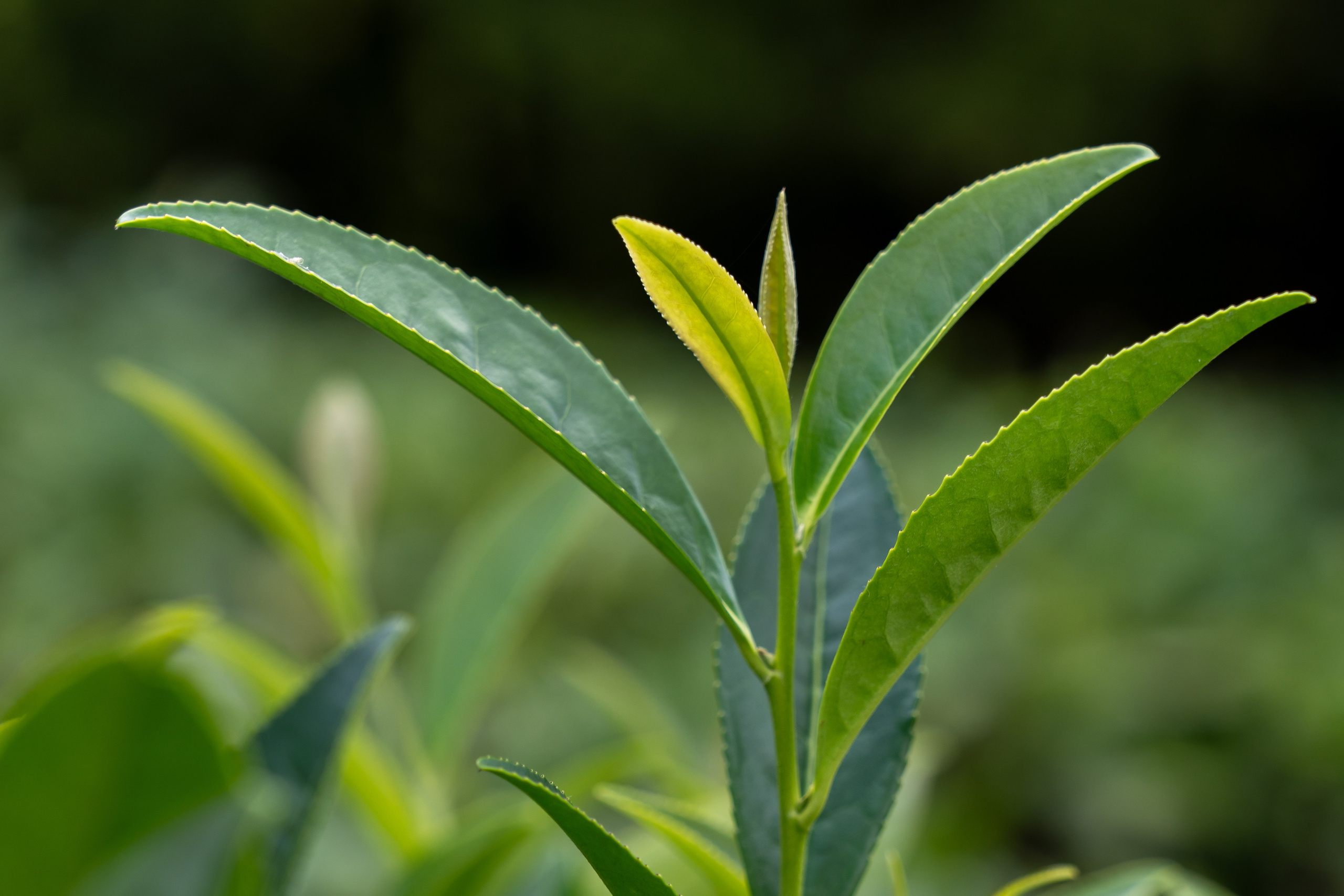 Яндекс.Еда — Сочинский чай. Репортажный фотограф в Красной Поляне и Сочи Павлюченко Екатерина