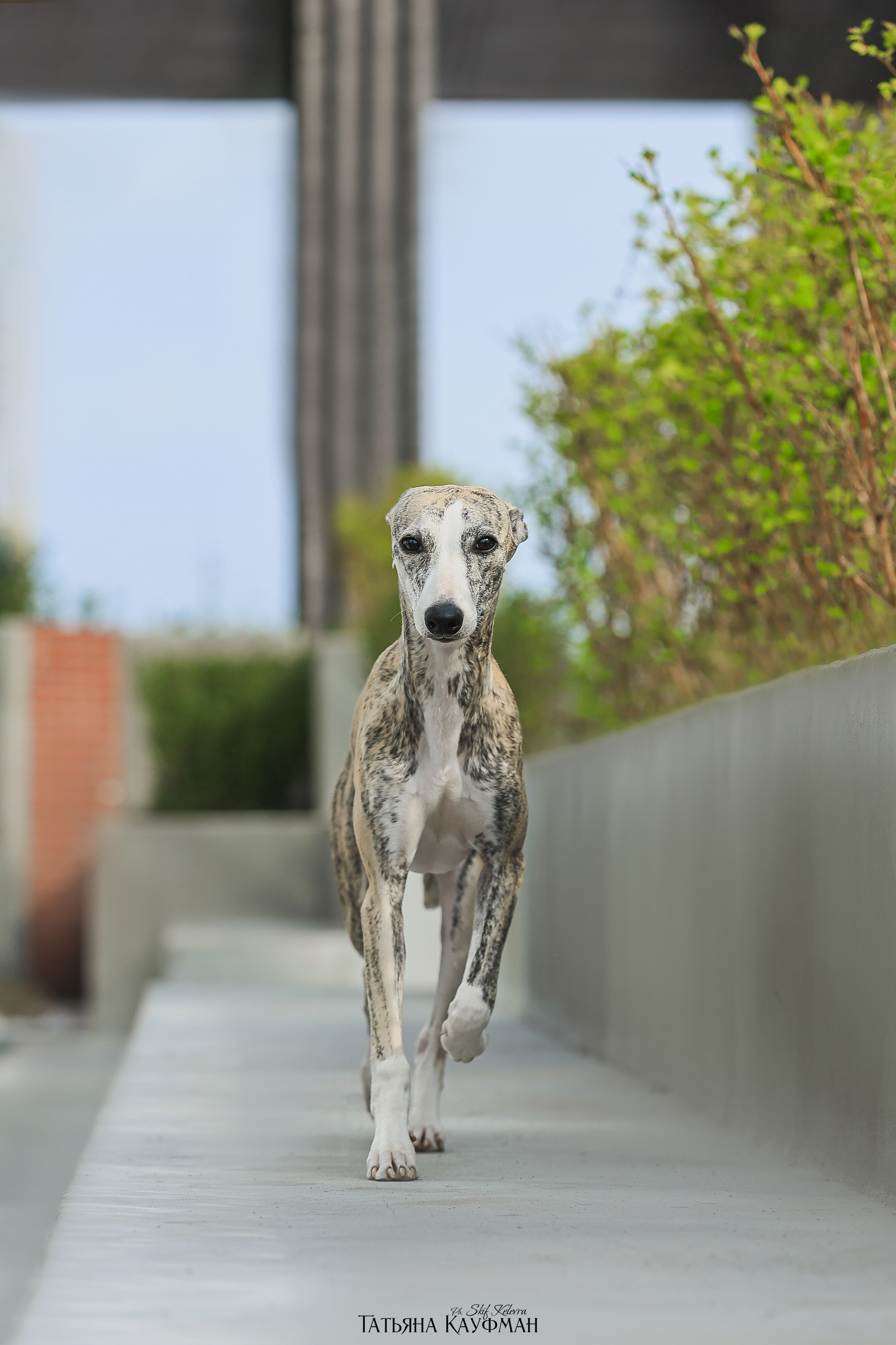 Уиппет, фотография уиппет, собака в цветах, красивая собака, фотограф анималист, фотокурс Анималистика, научиться фотографировать собак, фотограф Новосибирск