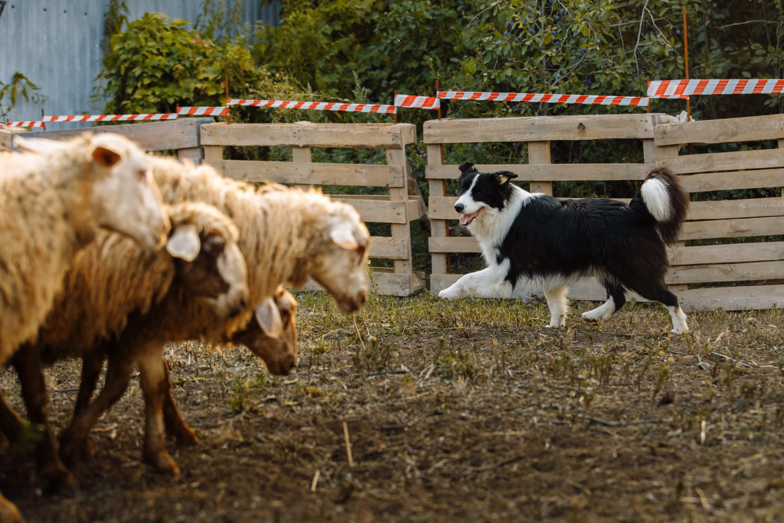 Овечий день. О нас