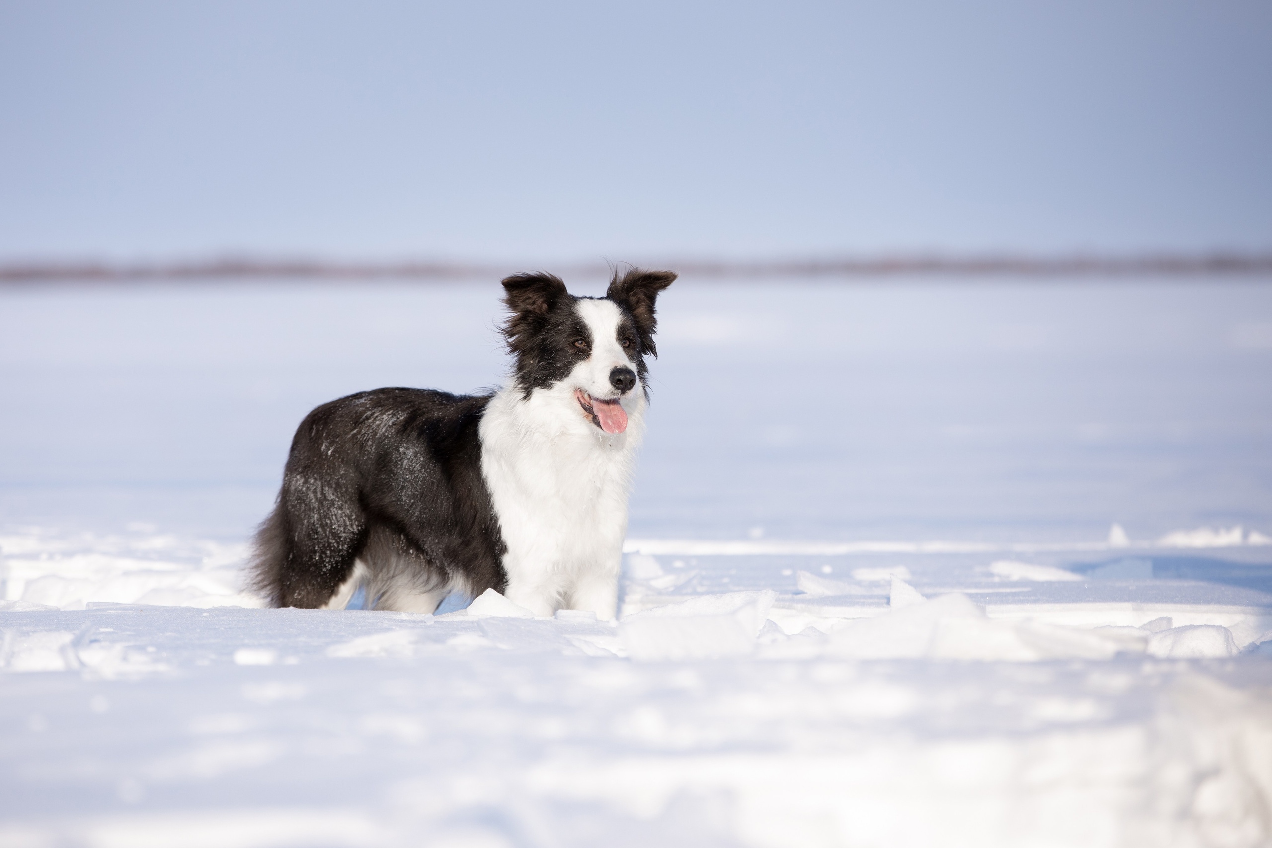 Мороз и солнце. О нас