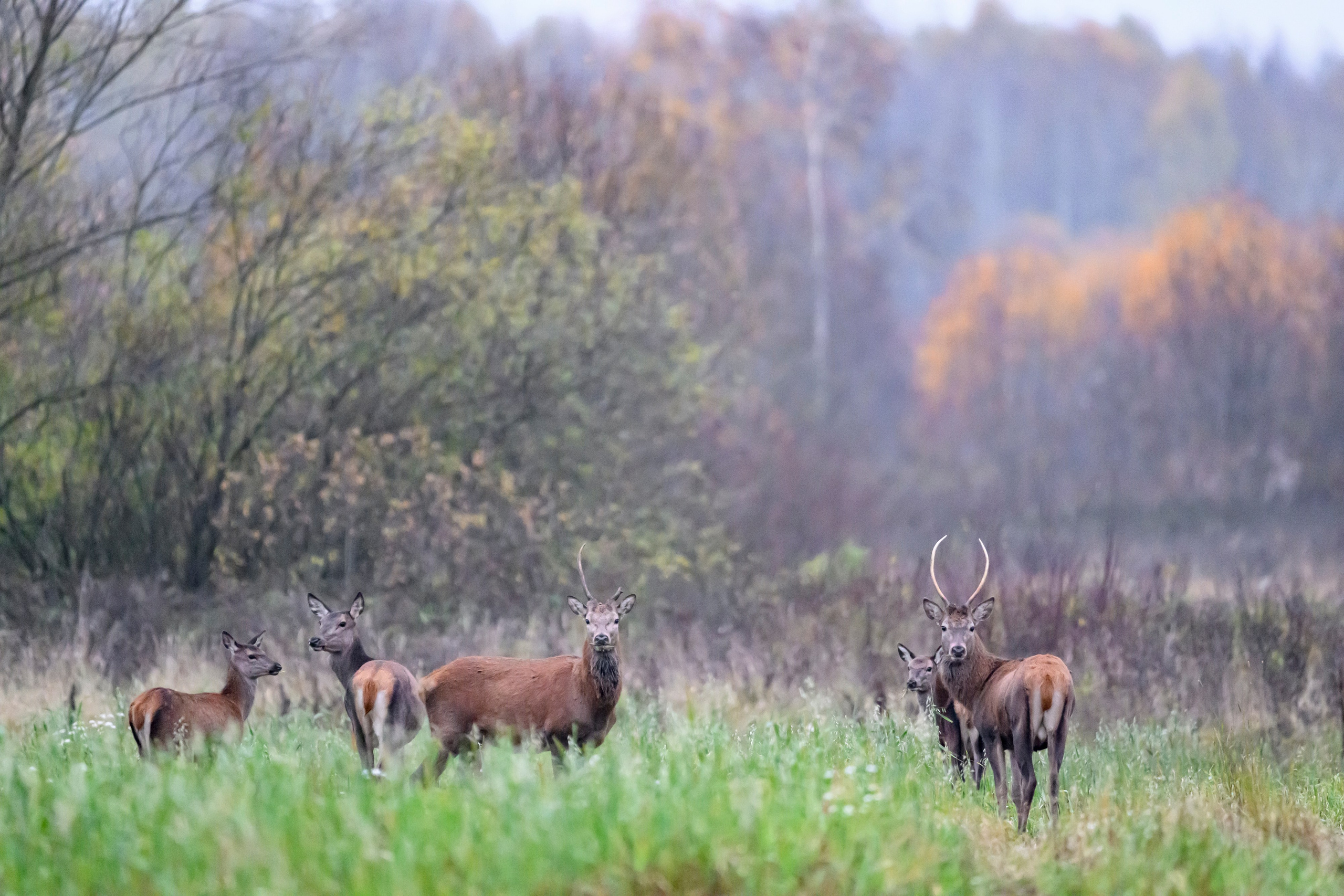 Олени III. Wildlife photography by Sergey Puponin