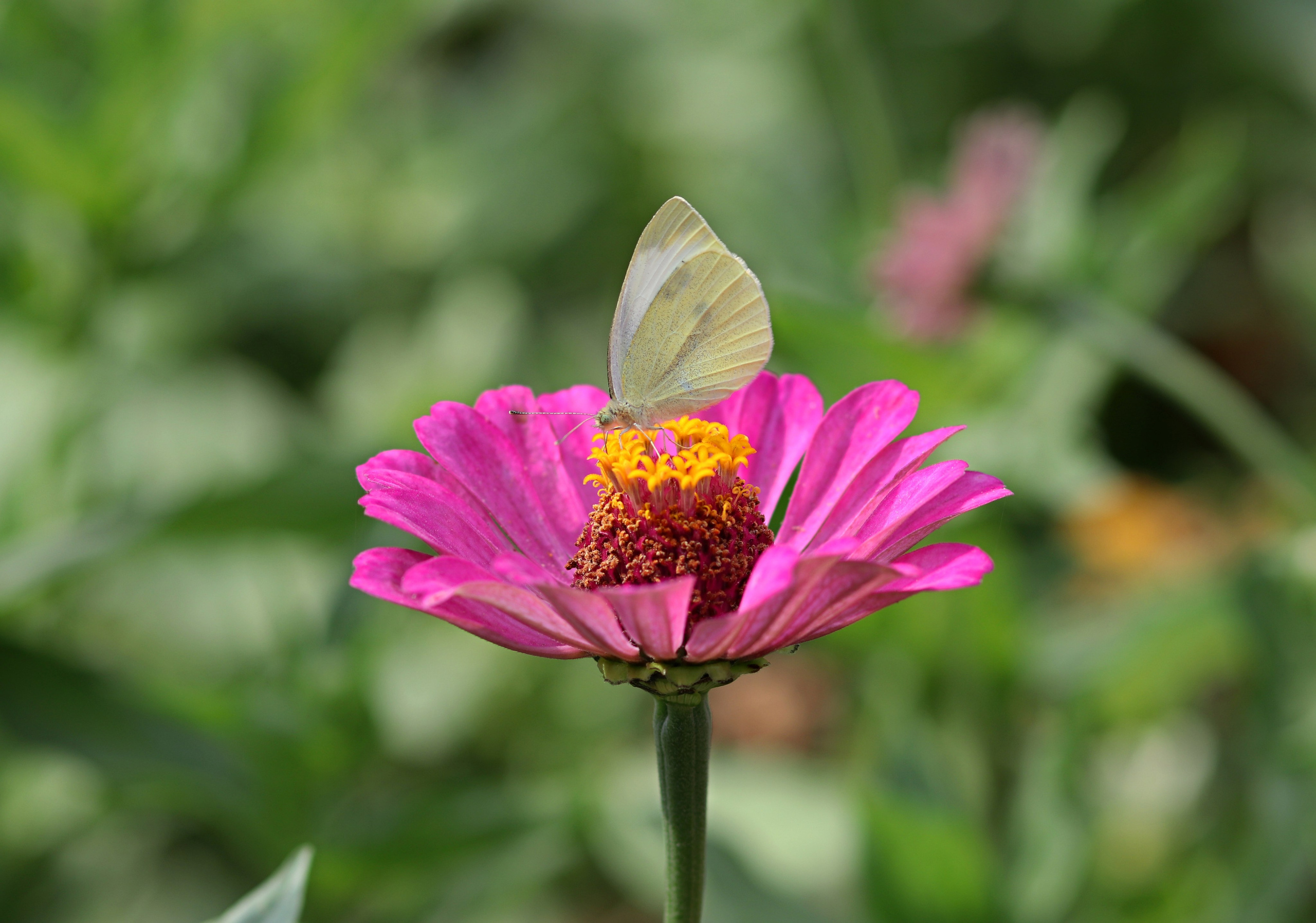 МАГАЗИН и его витрина. Фото-художник и Репортажный фотограф Николаев Александр Алексеевич