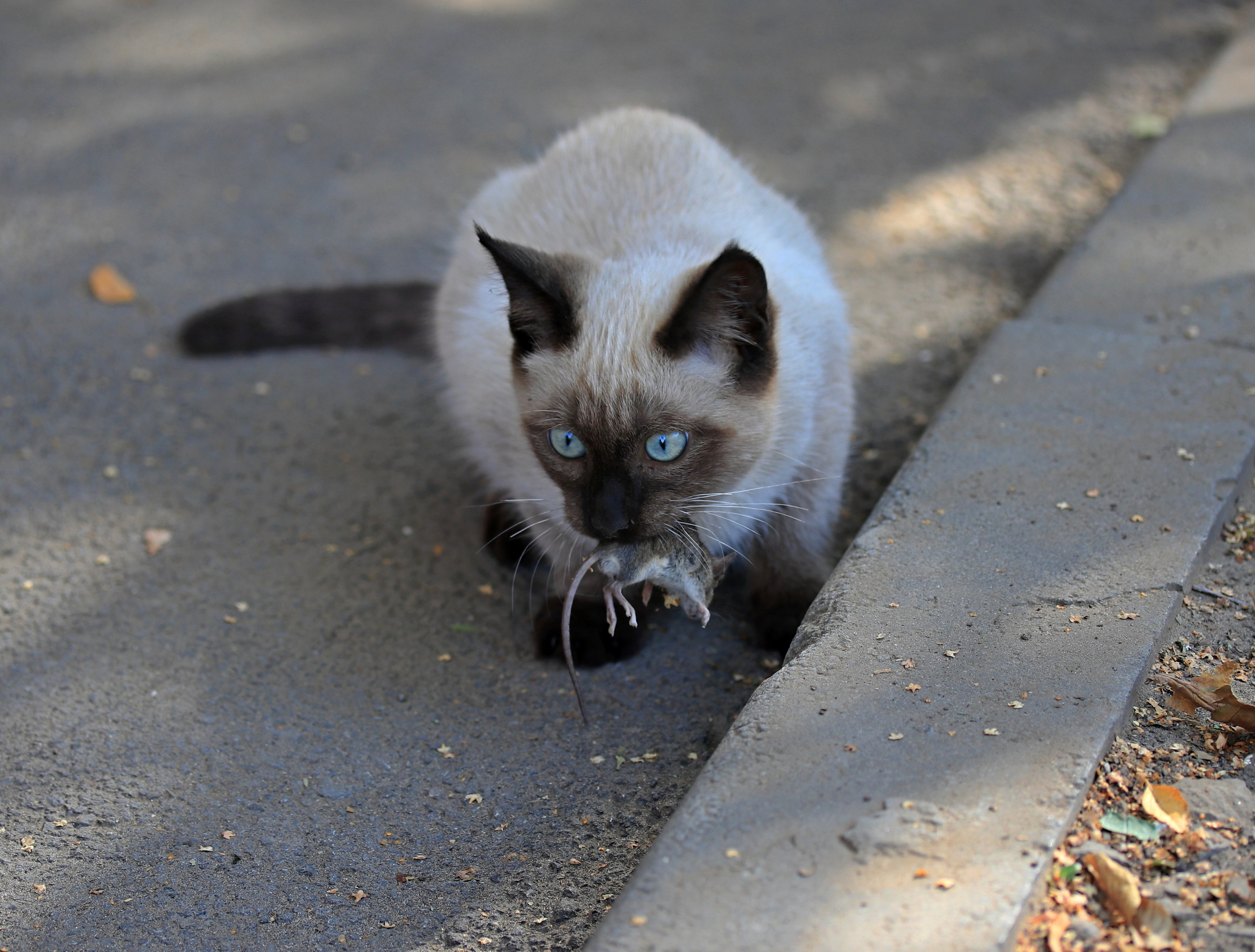 Домашние животные-Кошки. Фото-художник и Репортажный фотограф Николаев Александр Алексеевич