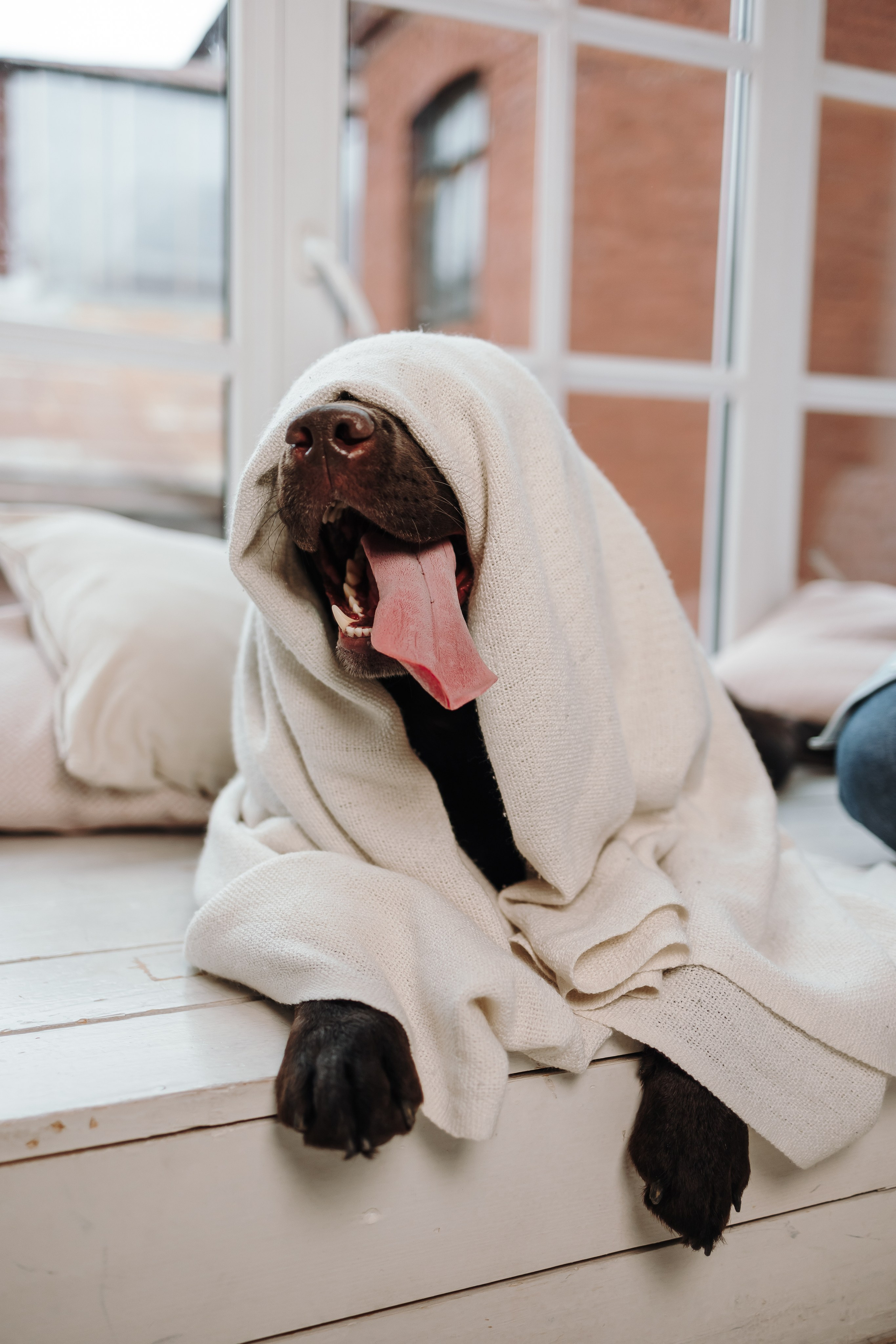 Груминг. Фотограф-анималист в Санкт-Петербурге Алина Яхонт
